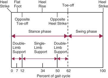 Fig. 110.1, The walking cycle. The gait cycle during walking is divided into stance and swing phases. The stance phase constitutes periods of double-limb support and single-limb support.