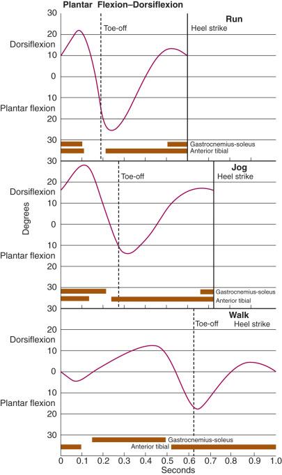 Fig. 110.5, Ankle joint range of motion for walking, jogging, and running. The muscle function of the anterior and posterior compartment is noted on the bottom of the graph.