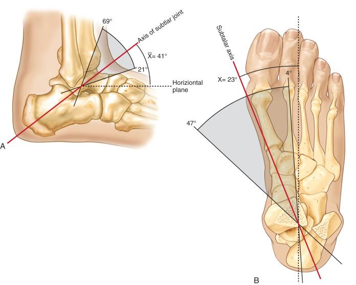 Fig. 110.7, Variations in the subtalar joint axes. In the horizontal plane (A), the axis approximates 45 degrees and (B) passes approximately 23 degrees medial to the midline. ([A] and [B],