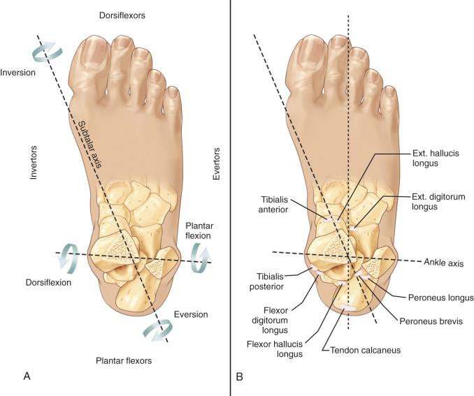 Fig. 110.9, (A) The location and the types of rotation that occur about the ankle and the subtalar axes. (B) The relationship of the various extrinsic muscles about the subtalar and ankle joint axes. Ext, Extensor.