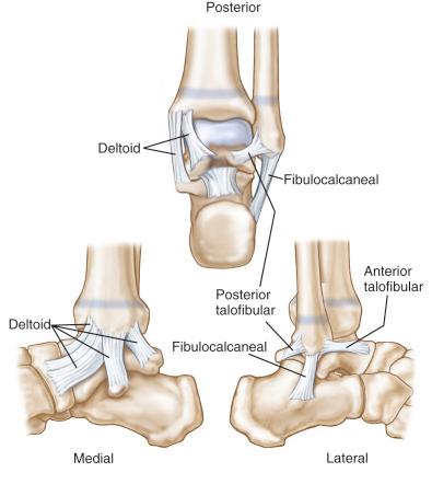 Fig. 138.5, Posterior, medial, and lateral views of the ligaments of the ankle.