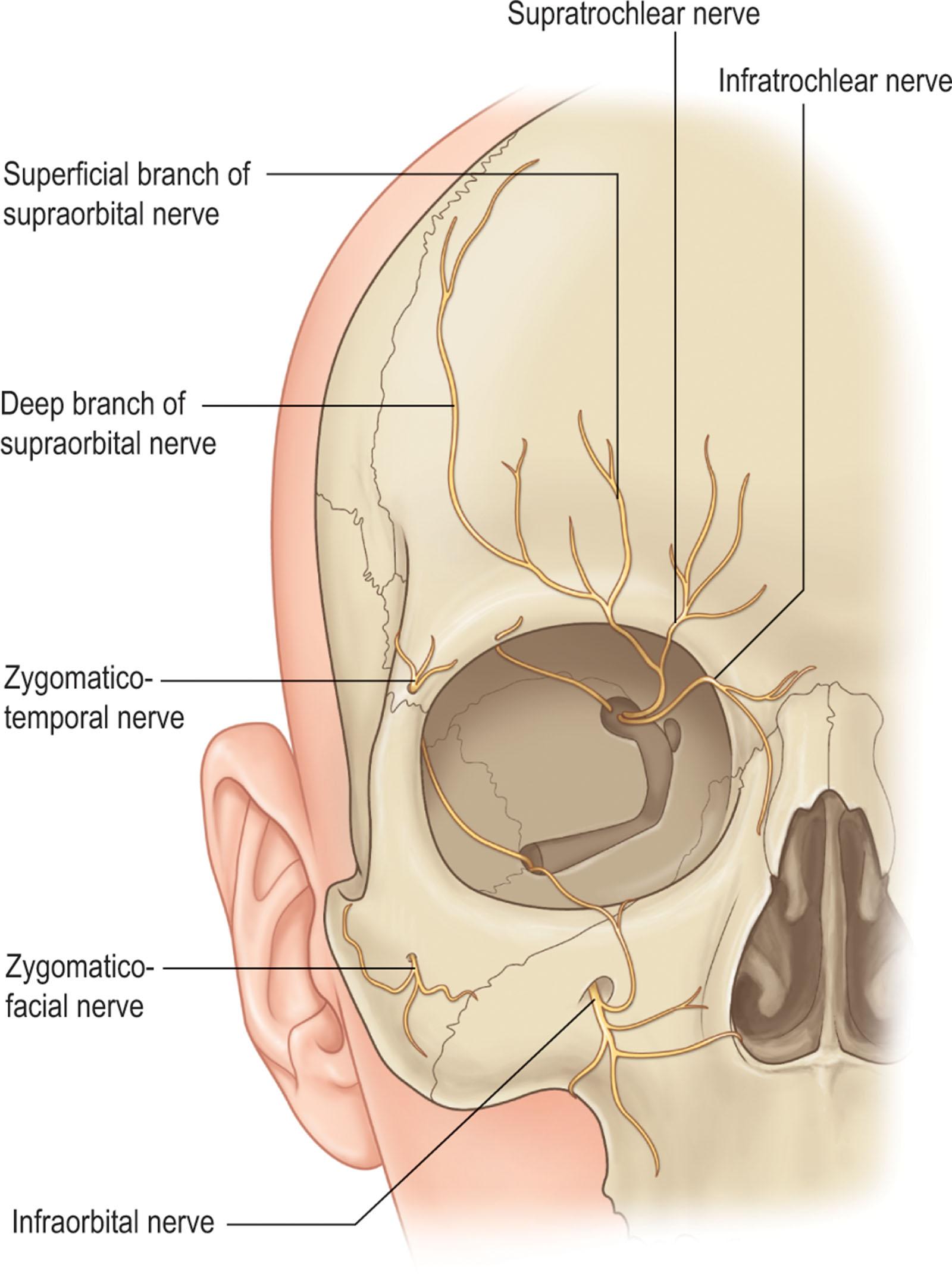 Figure 11.10, Sensory nerves.