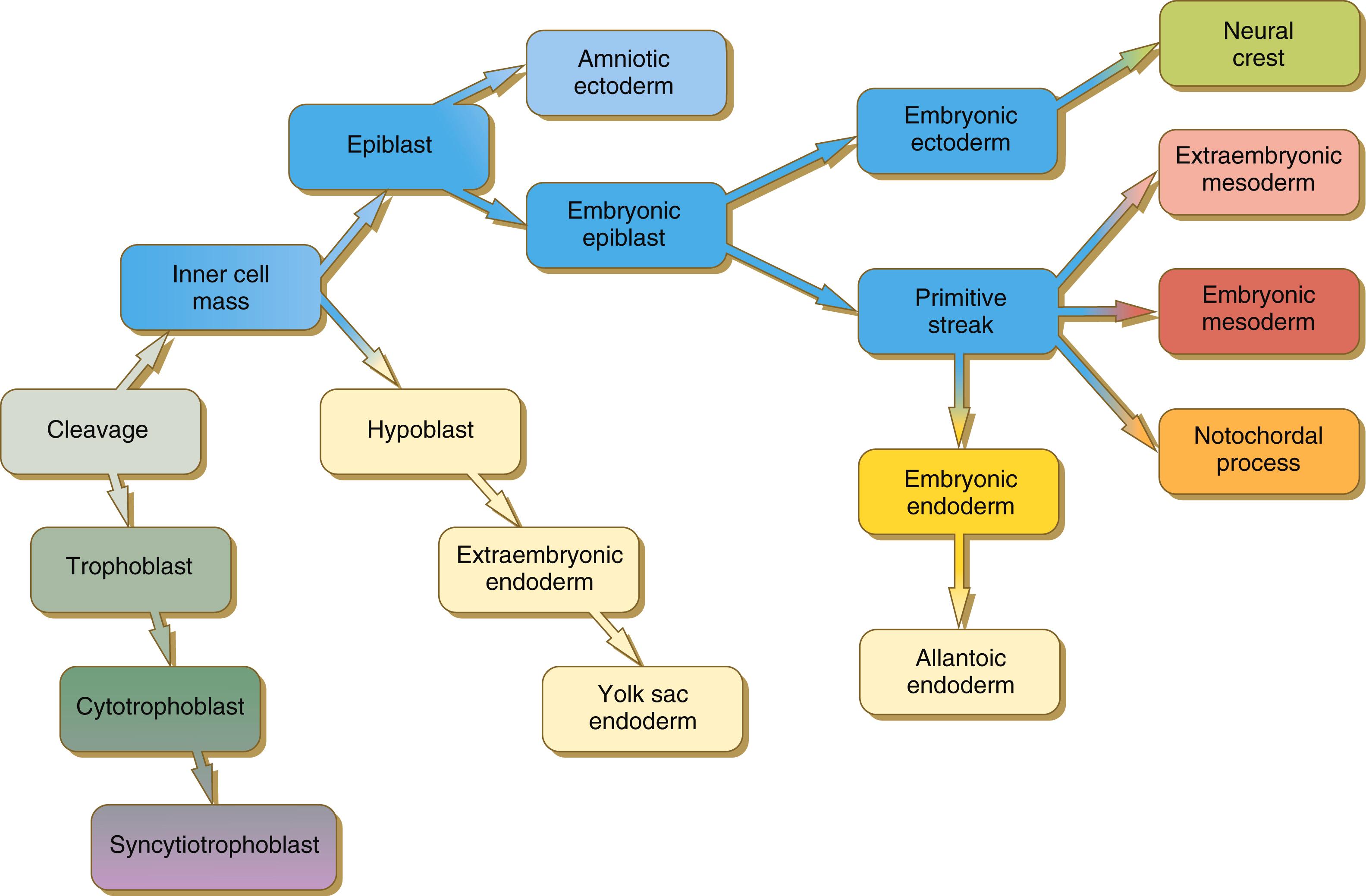 Fig. 5.1, Cell and tissue lineages in the mammalian embryo.