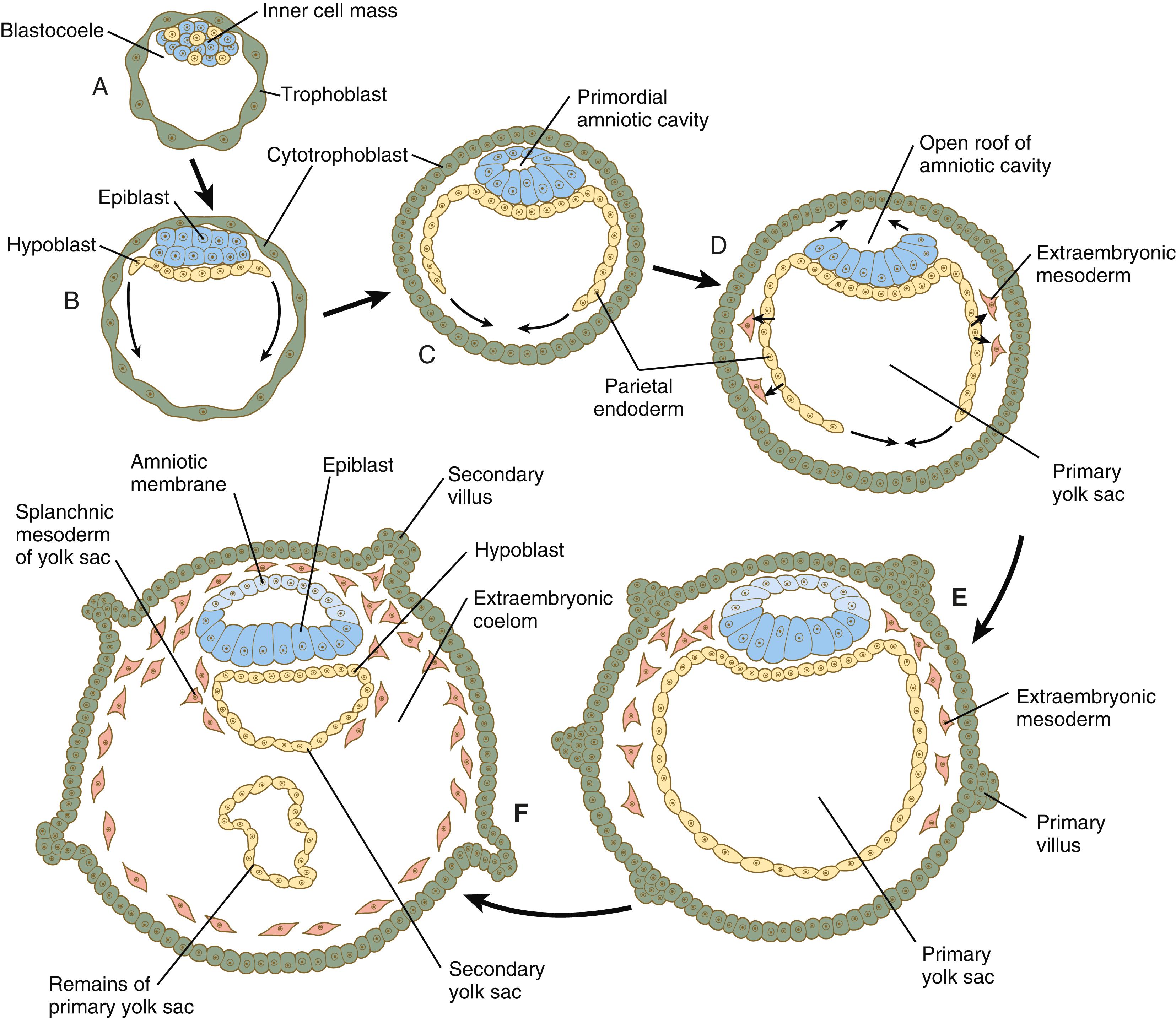 Fig. 5.2, Origins of the major extraembryonic tissues.