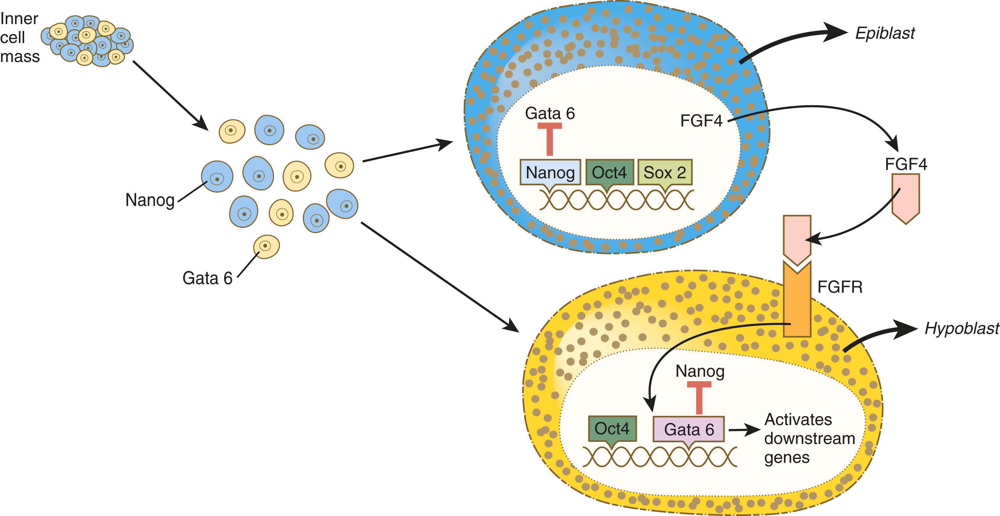 Fig. 5.3, Steps leading to formation of epiblast and hypoblast from a mix of cells within the inner cell mass.