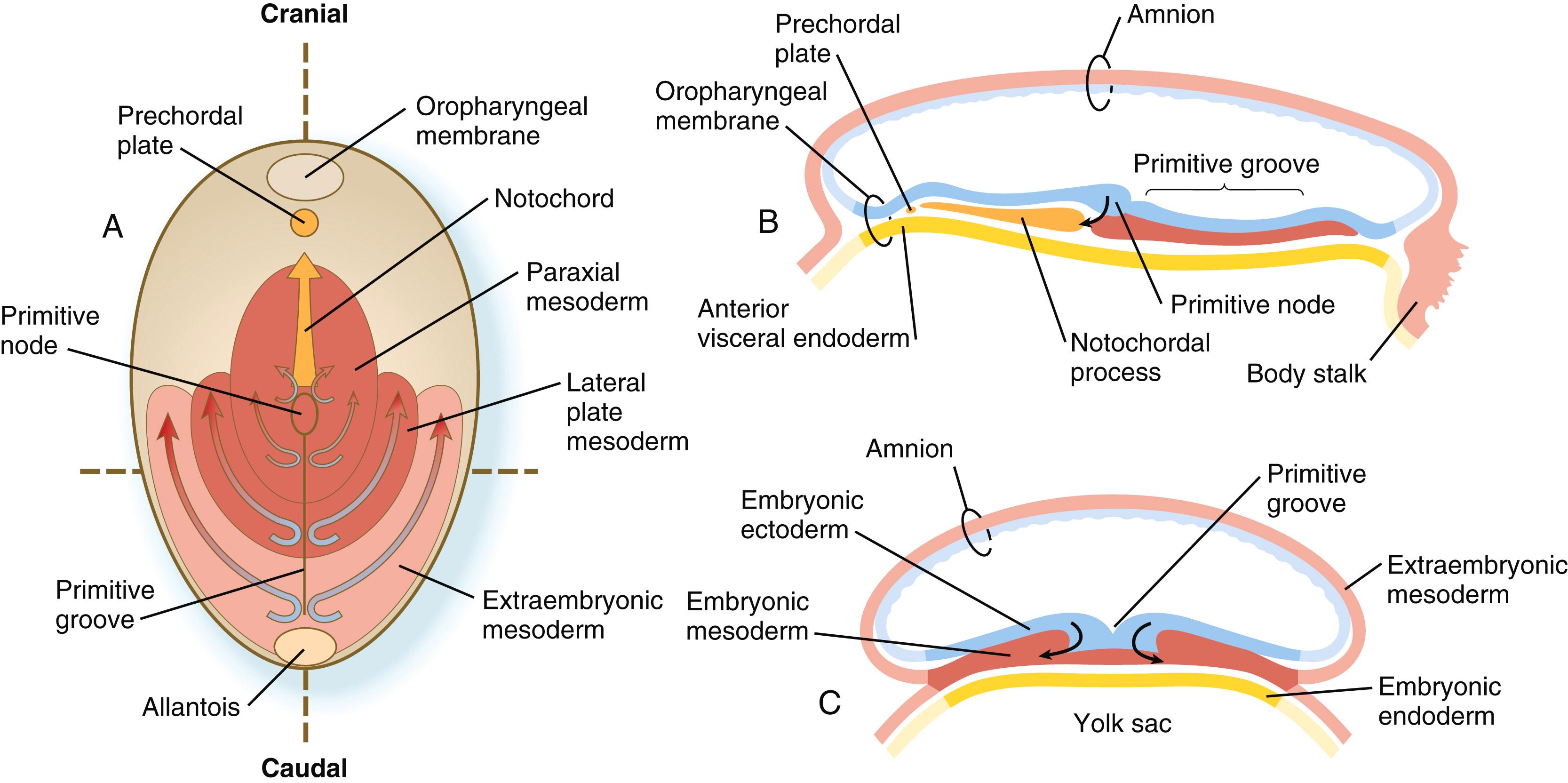 Fig. 5.6, (A) Dorsal view through a human embryo during gastrulation. Arrows show the directions of cellular movements across the epiblast toward, through, and away from the primitive streak as newly formed mesoderm. The illustrated fates of the cells that have passed through the primitive streak are based on studies of mouse embryos. (B) Sagittal section through the craniocaudal axis of the same embryo. The curved arrow indicates cells passing through the primitive node into the notochord. (C) Cross section through the level of the primitive streak in A (dashed lines).