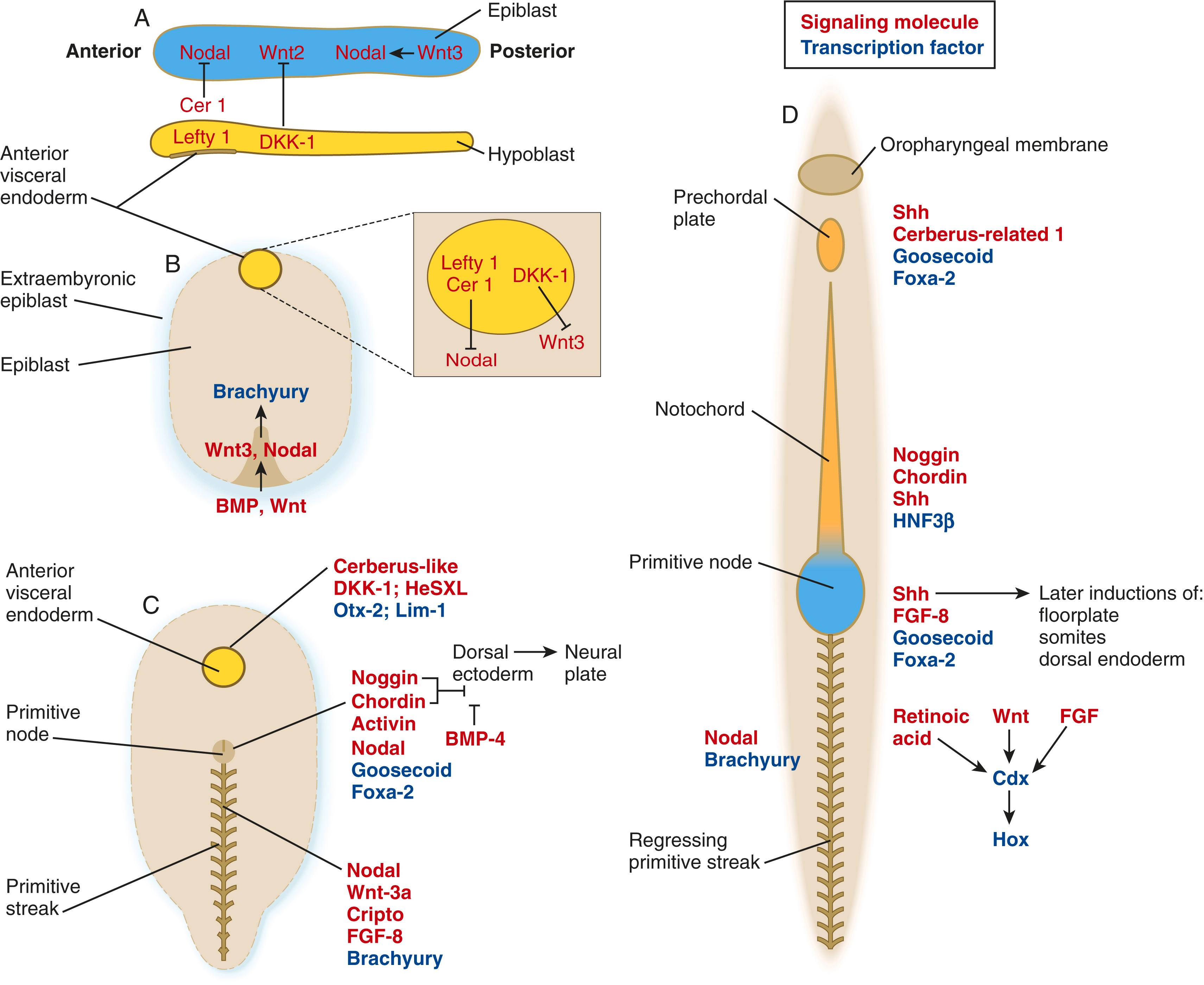 Fig. 5.10, Summary of major genes involved in various stages of early embryonic development.