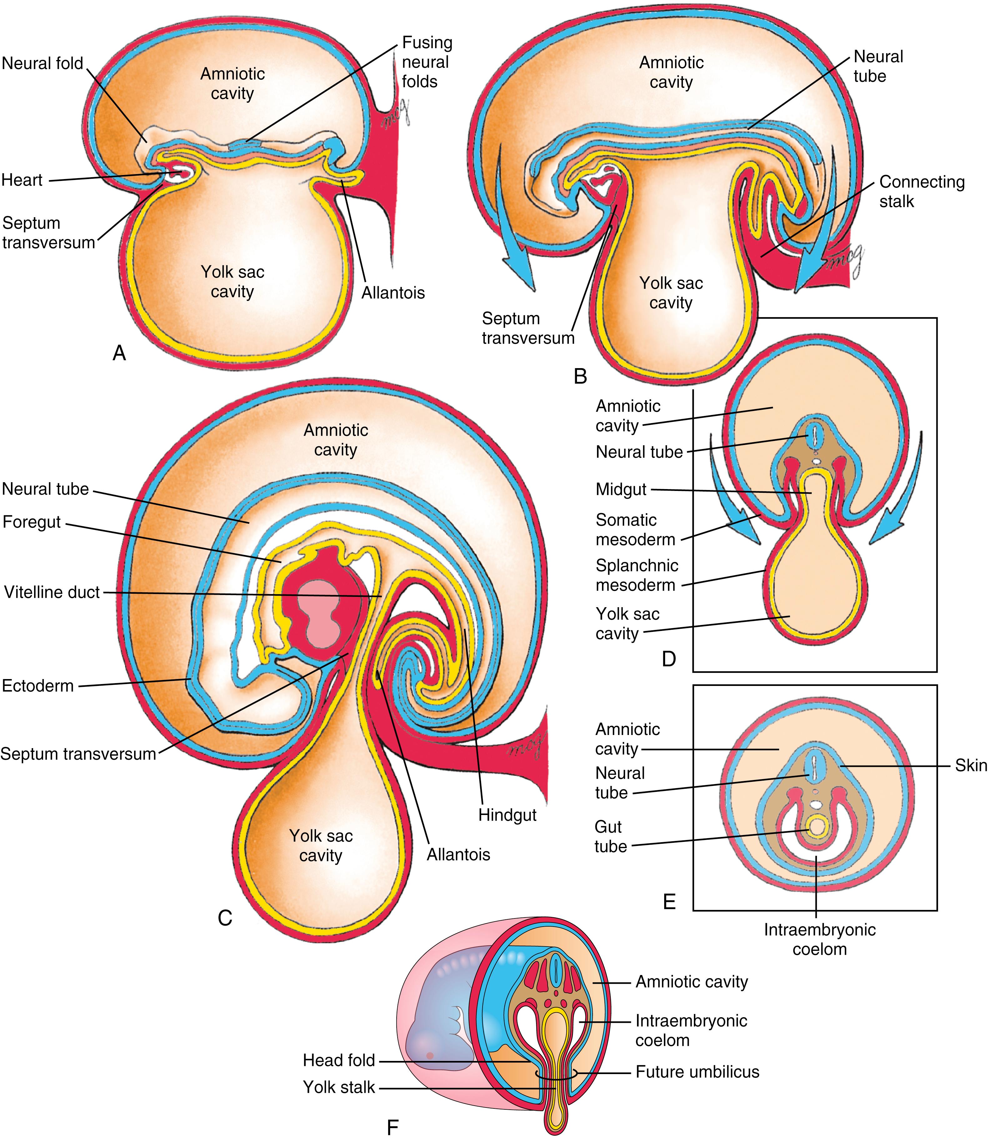 Embryology I, image size:3161x3648
