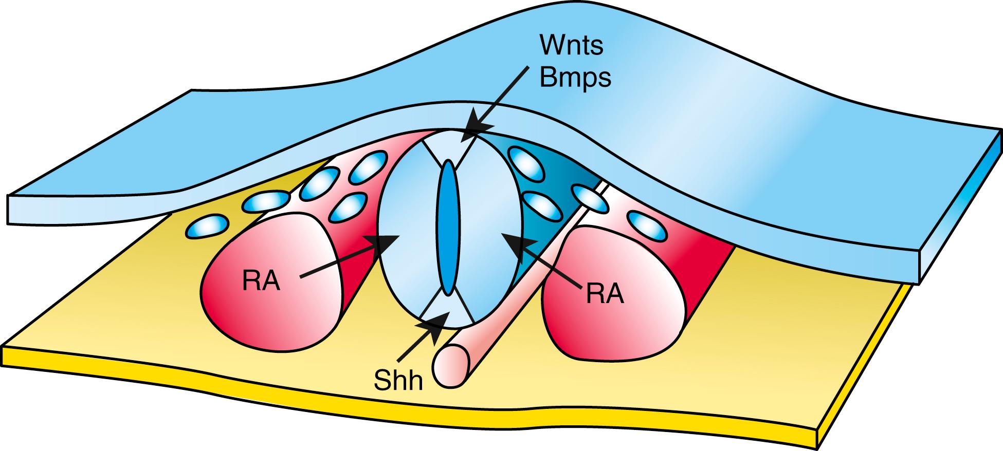 Fig. 4.7, Diagram Showing Factors Involved in Dorsal-Ventral Patterning of the Neural Tube
