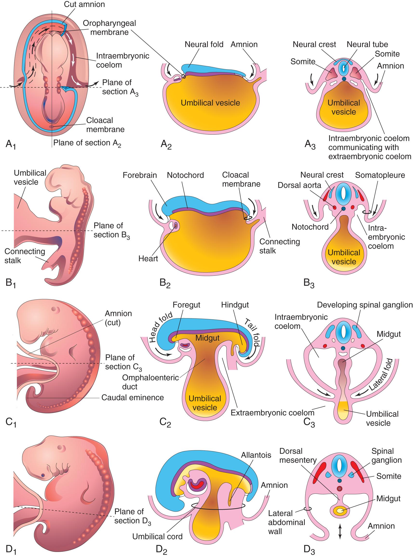 Fig. 5.1, Drawings of folding of embryos during the fourth week. A 1 , Dorsal view of an embryo early in the fourth week. Three pairs of somites are visible. The continuity of the intraembryonic coelom and extraembryonic coelom is illustrated on the right side by removal of a part of the embryonic ectoderm and mesoderm. B 1 , C 1 , and D 1 , Lateral views of embryos at 22, 26, and 28 days, respectively. A 2 to D 2 , Sagittal sections at the plane shown in A 1 . A 3 to D 3 , Transverse sections at the levels indicated in A 1 to D 1 .