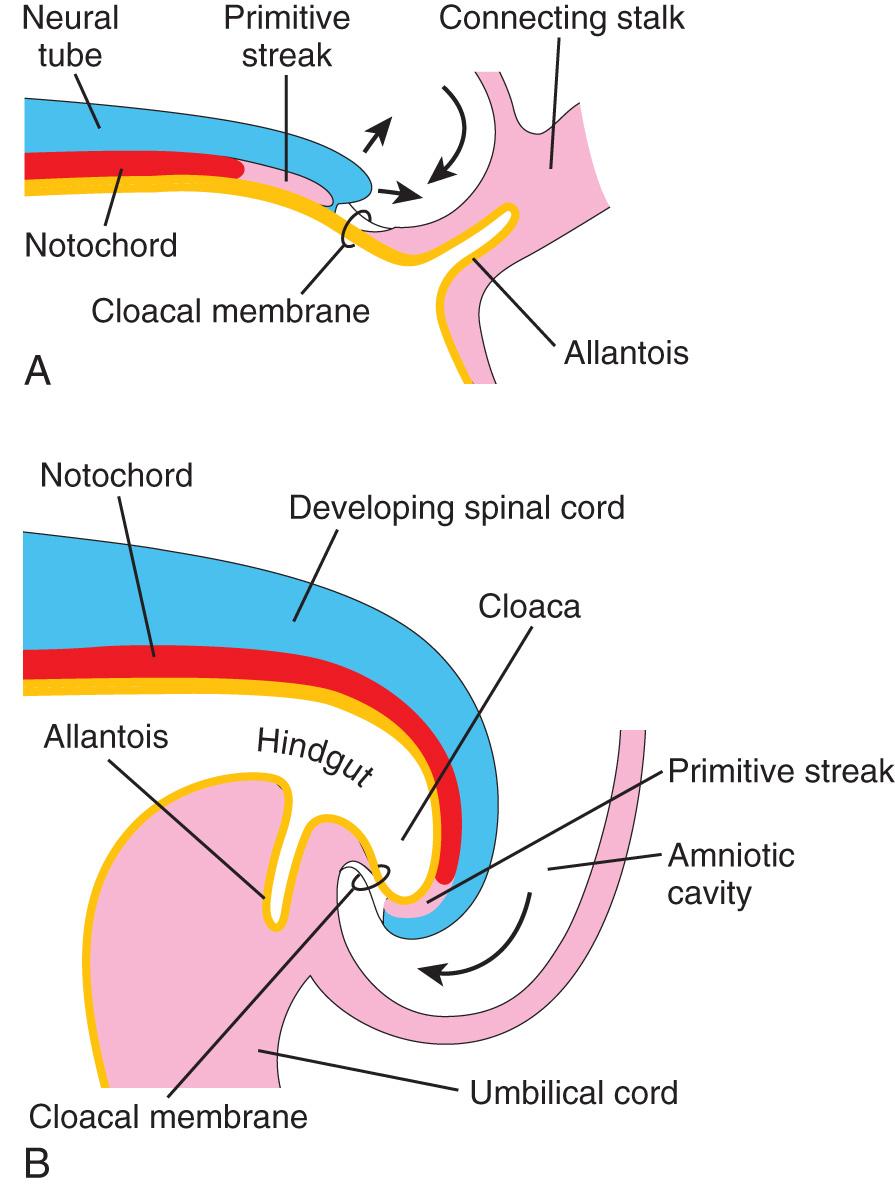 Fig. 5.4, Folding of caudal end of the embryo. A , Sagittal section of caudal part of the embryo at the beginning of the fourth week. B , Similar section at the end of the fourth week. Note that part of the umbilical vesicle is incorporated into the embryo as the hindgut and that the terminal part of the hindgut has dilated to form the cloaca. Observe also the change in position of the primitive streak, allantois, cloacal membrane, and connecting stalk.