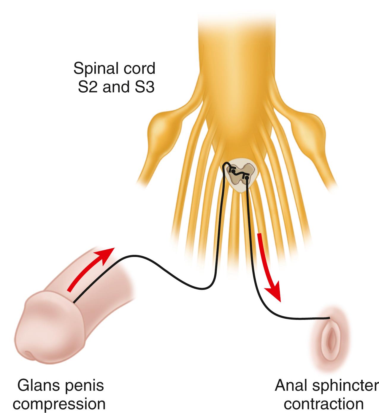FIGURE 41.4, Bulbocavernosus reflex.