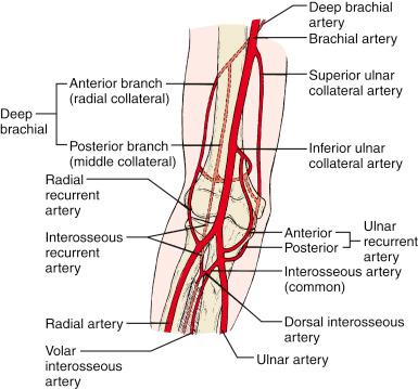 Fig. 17.2, The vascular supply about the elbow is rich and has excellent collateral circulation. The collateral circulation is usually sufficient to maintain viability of the extremity in the event of occlusion of the brachial artery.