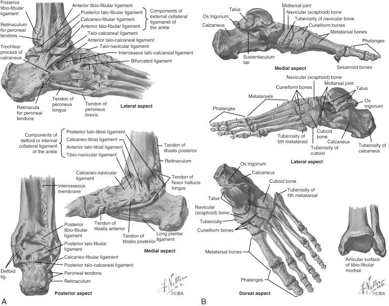 Fig. 15.1, (A and B) The anatomic bones of the foot and ankle; anteroposterior and lateral views, including ligaments.