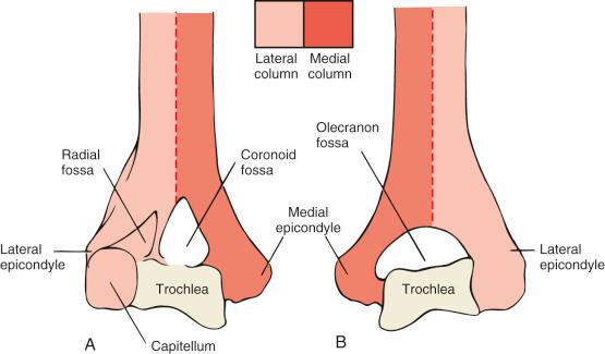 Fig. 45.4, Anterior (A) and posterior (B) views of the medial and lateral columns of the distal third of the humerus.