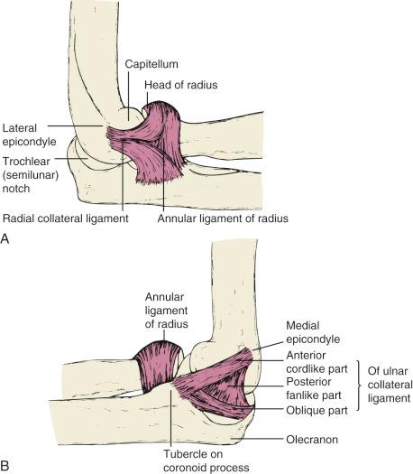 Fig. 45.5, Lateral (A) and medial (B) views of the collateral ligaments of the elbow.