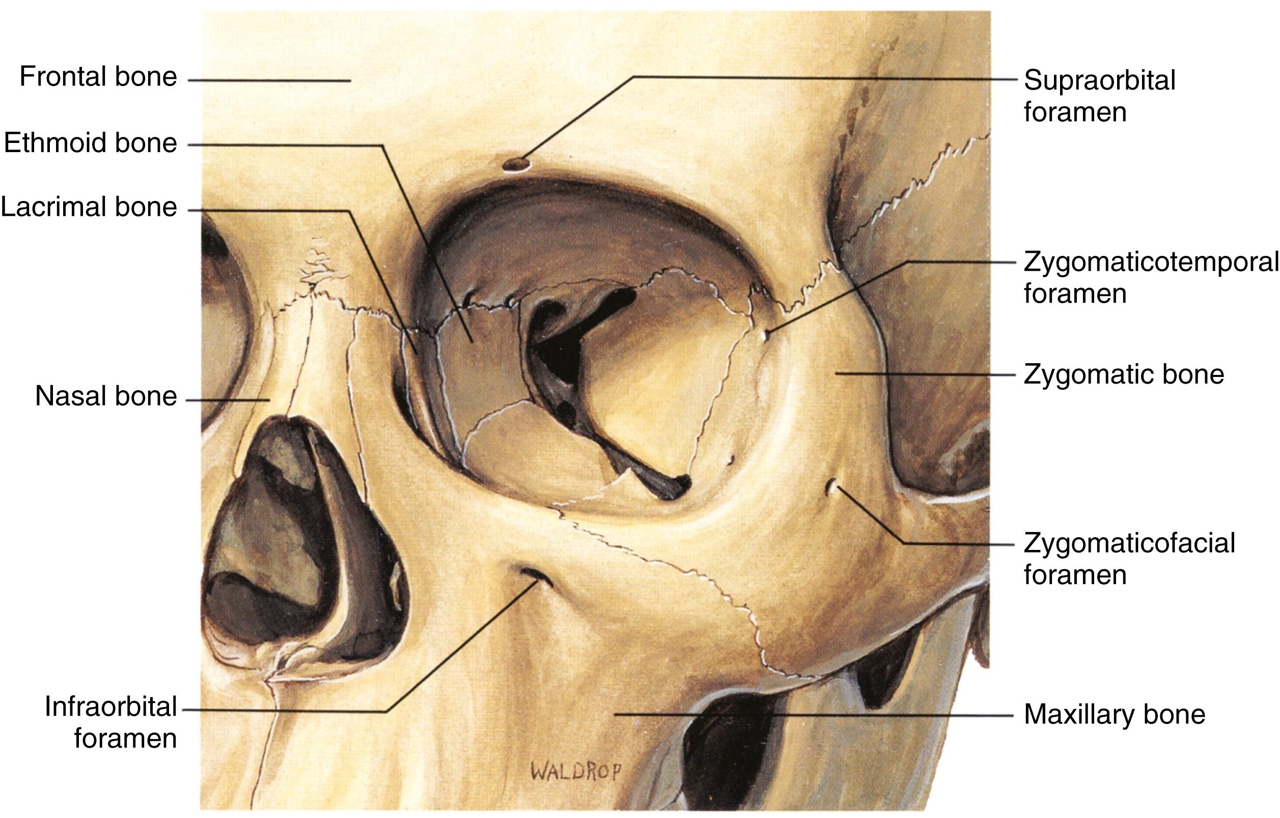 Fig. 187.1, Orbital bones, frontal view.