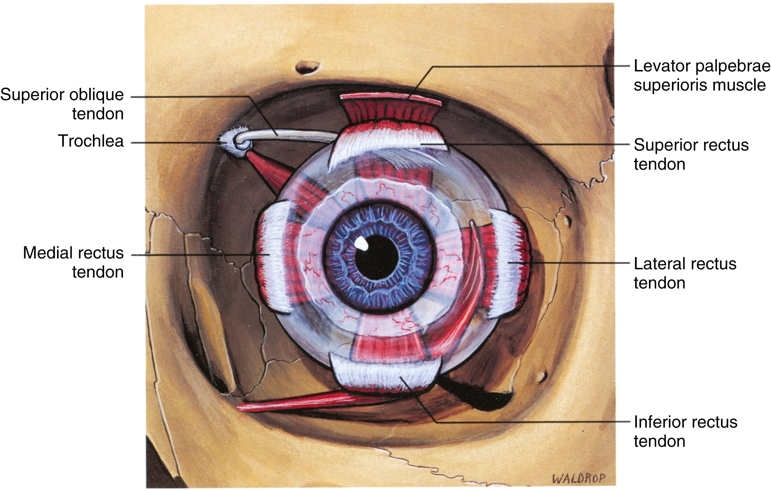 Fig. 187.2, Extraocular muscles, frontal composite view.