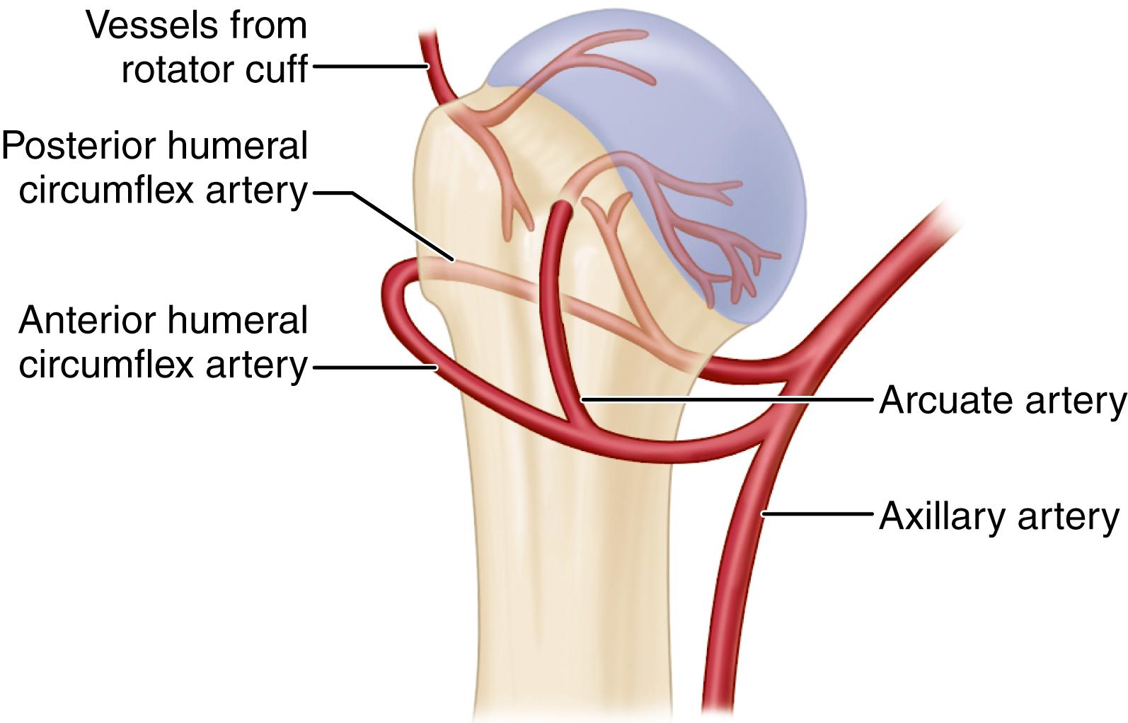 FIGURE 57.17, Blood supply of proximal humerus.