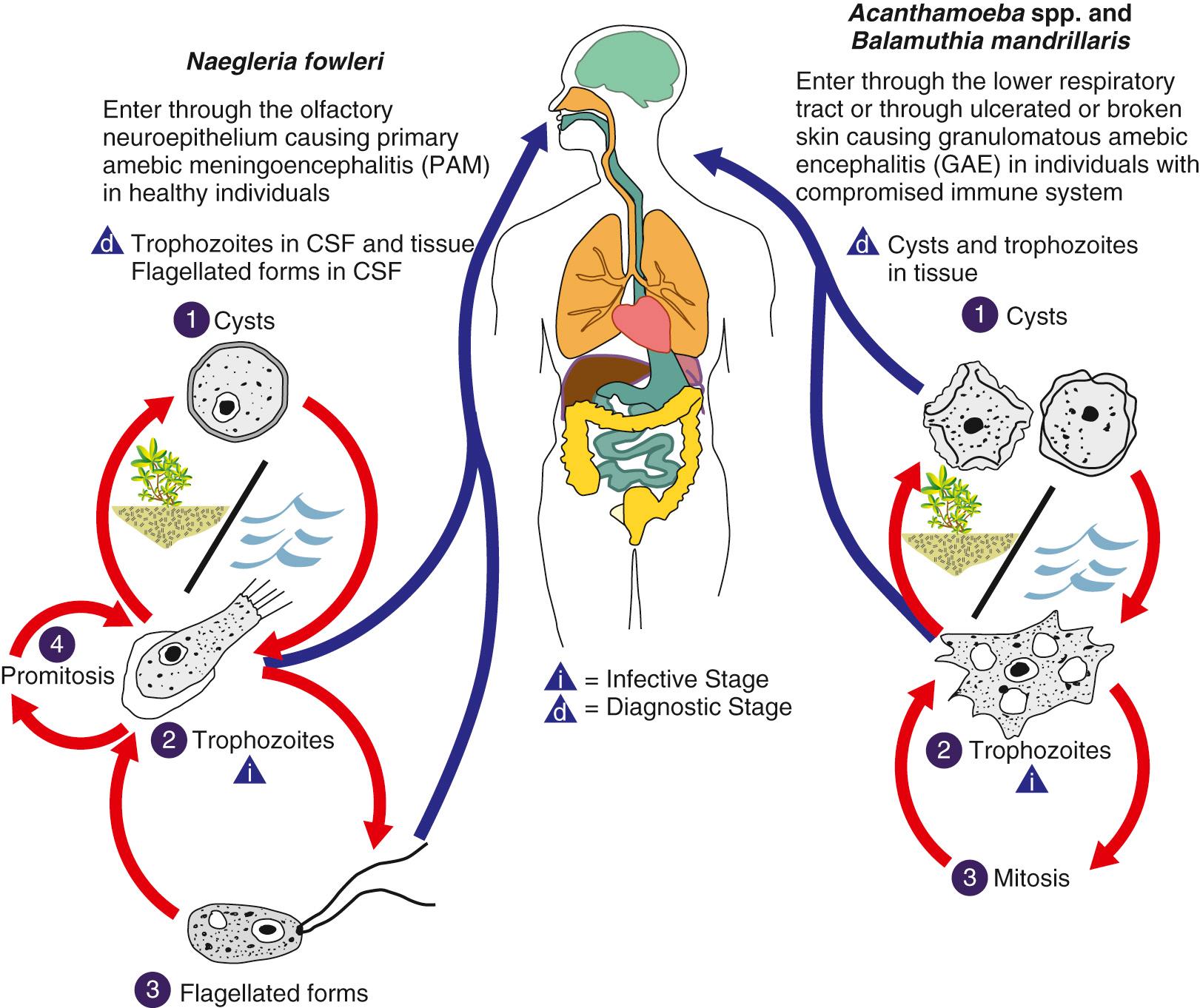 FIG. 273.1, Life cycles of Naegleria fowleri, Acanthamoeba spp., and Balamuthia , showing stages and proposed portals of entry.