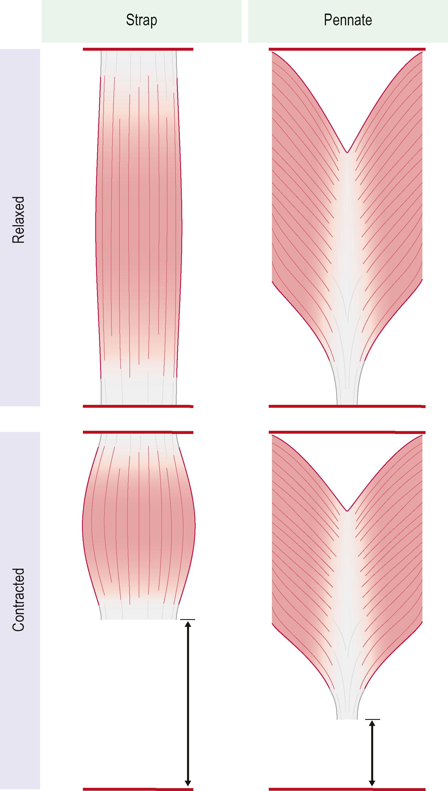 Figure 27.2, Strap and pennate muscles. In pennate muscle, the muscle fibers are arranged at an angle to a central tendon resulting is less excursion but creation of higher force during contraction.