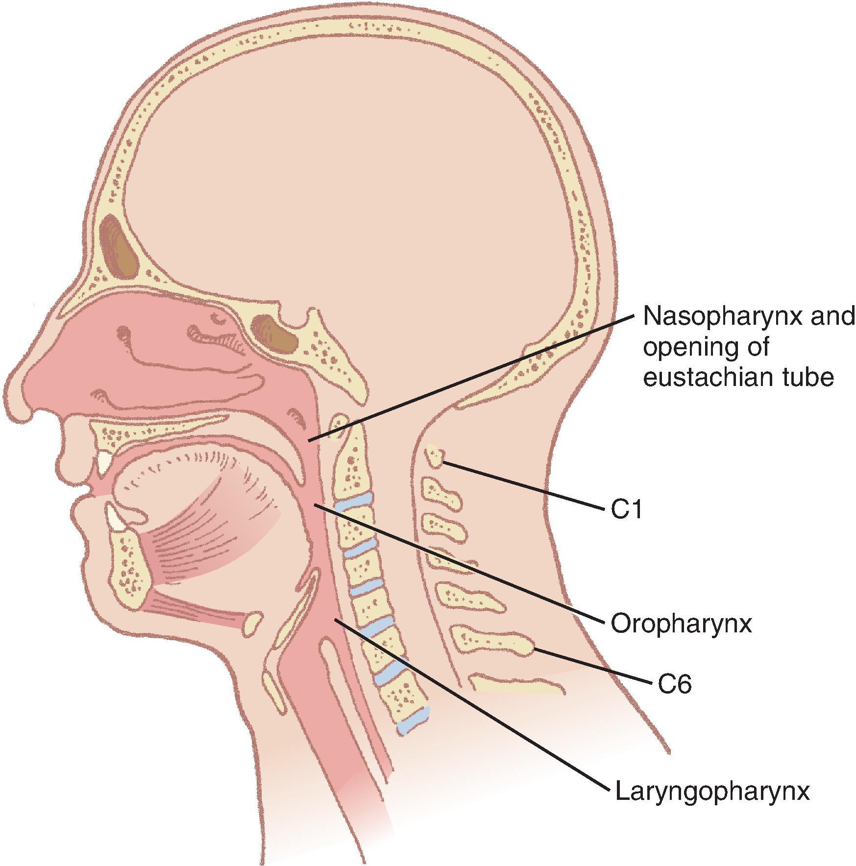 Fig. 1.3, Sagittal section through the head and neck showing the divisions of the pharynx. The laryngopharynx is also known as the hypopharynx .