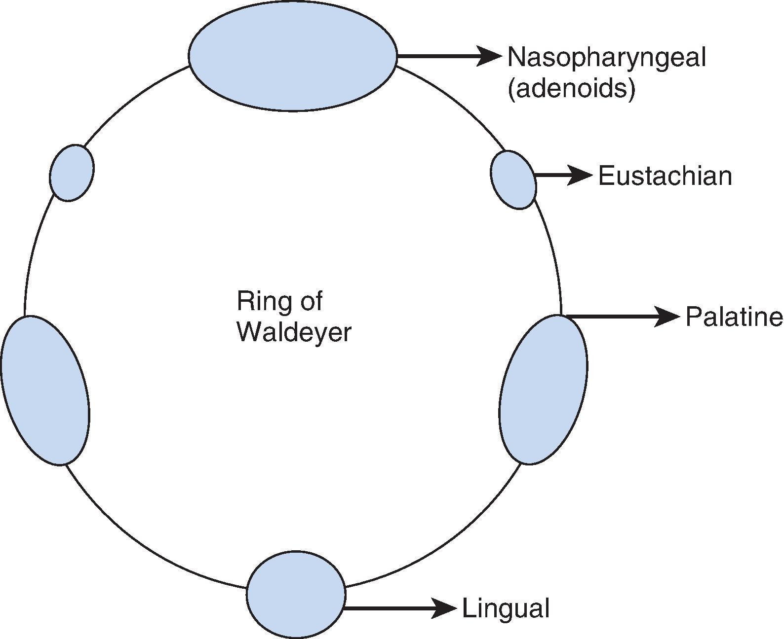 Fig. 1.5, The ring of Waldeyer, a collection of lymphoid (tonsillar) tissue that guards against pathogen invasion.