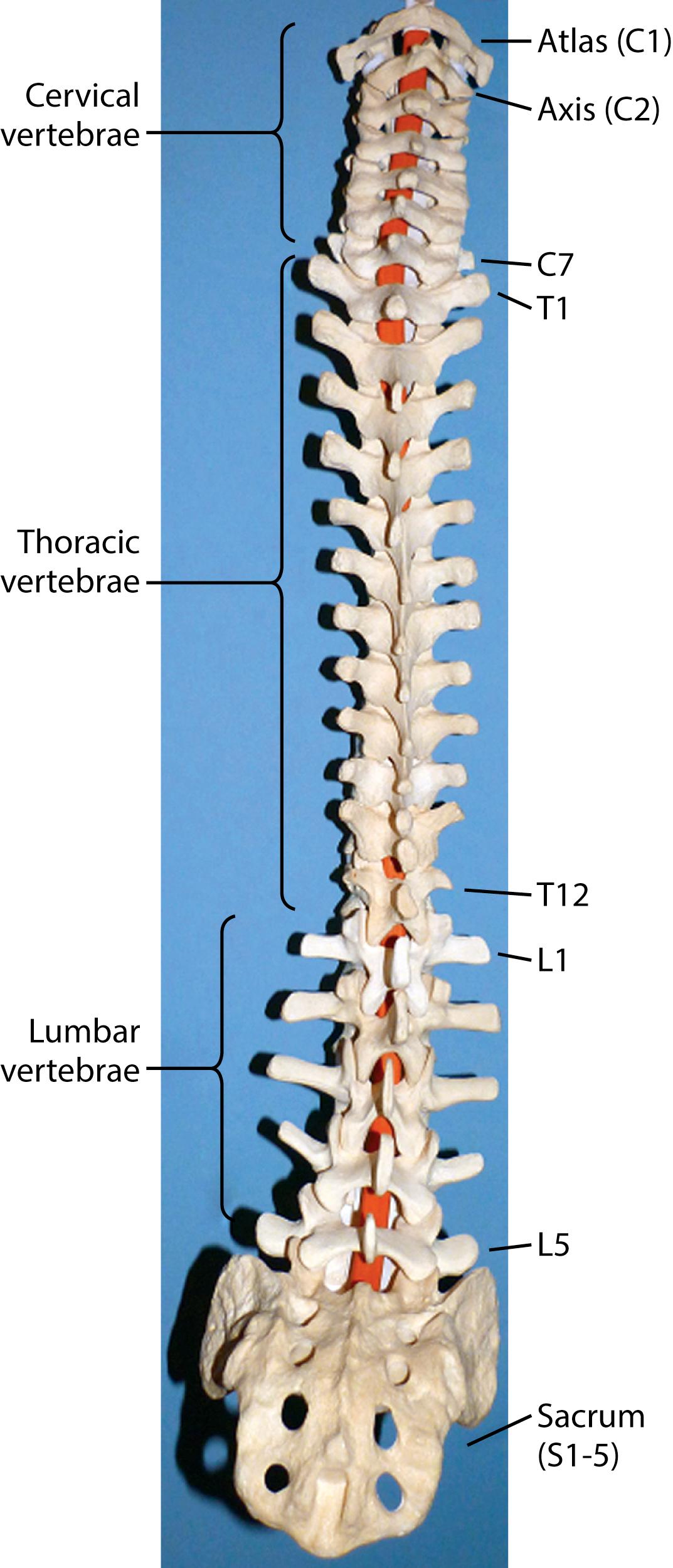 Fig. 4.1, A dorsal view of the spine demonstrating the cervical, thoracic, and lumbar regions.