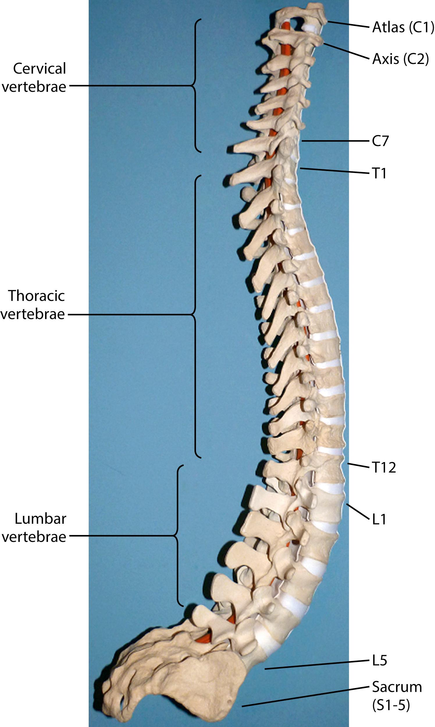 Fig. 4.2, A lateral view of the spine demonstrating the cervical, thoracic, and lumbar regions. The primary thoracic kyphosis and secondary cervical and lumbar lordosis are illustrated.