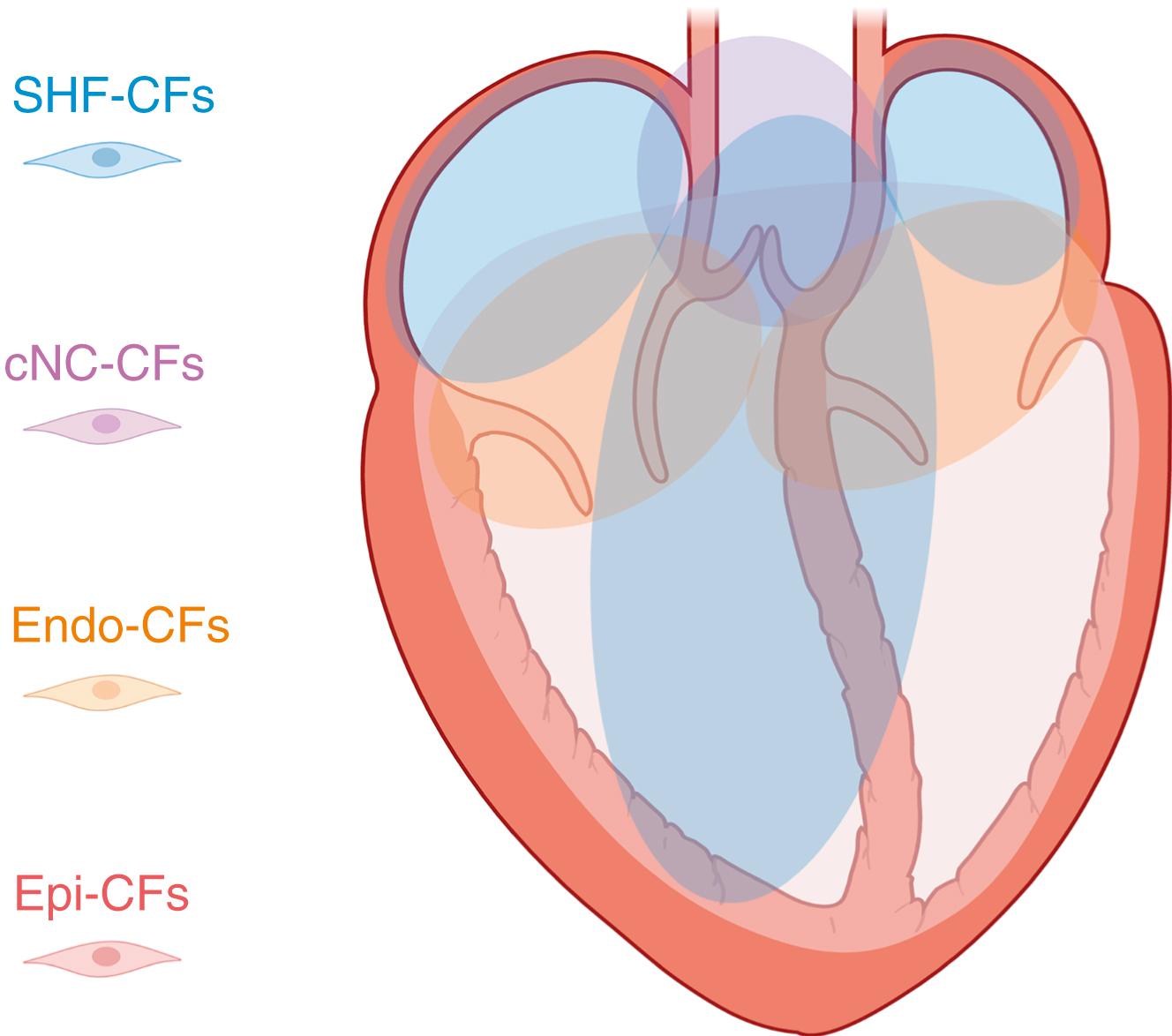 Fig. 58.1, Developmental origins of cardiac fibroblasts.