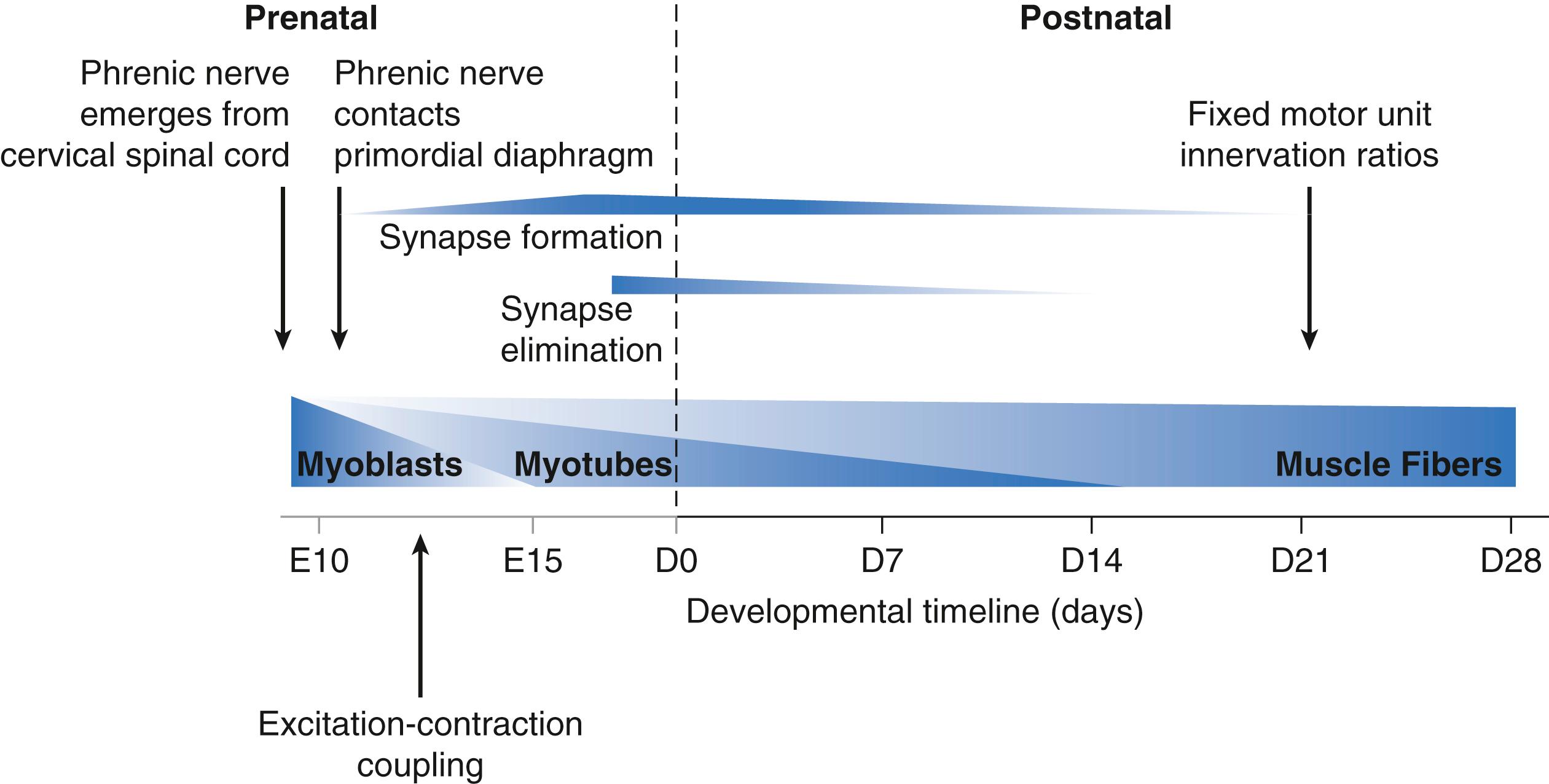 Fig. 62.1, Schematic showing the timeline for major events in the development of the mouse diaphragm muscle (DIAm). Similar seminal events occur in the embryonic and early postnatal development of the DIAm in other mammals including humans, although temporal characteristics and inter-relationships may vary.