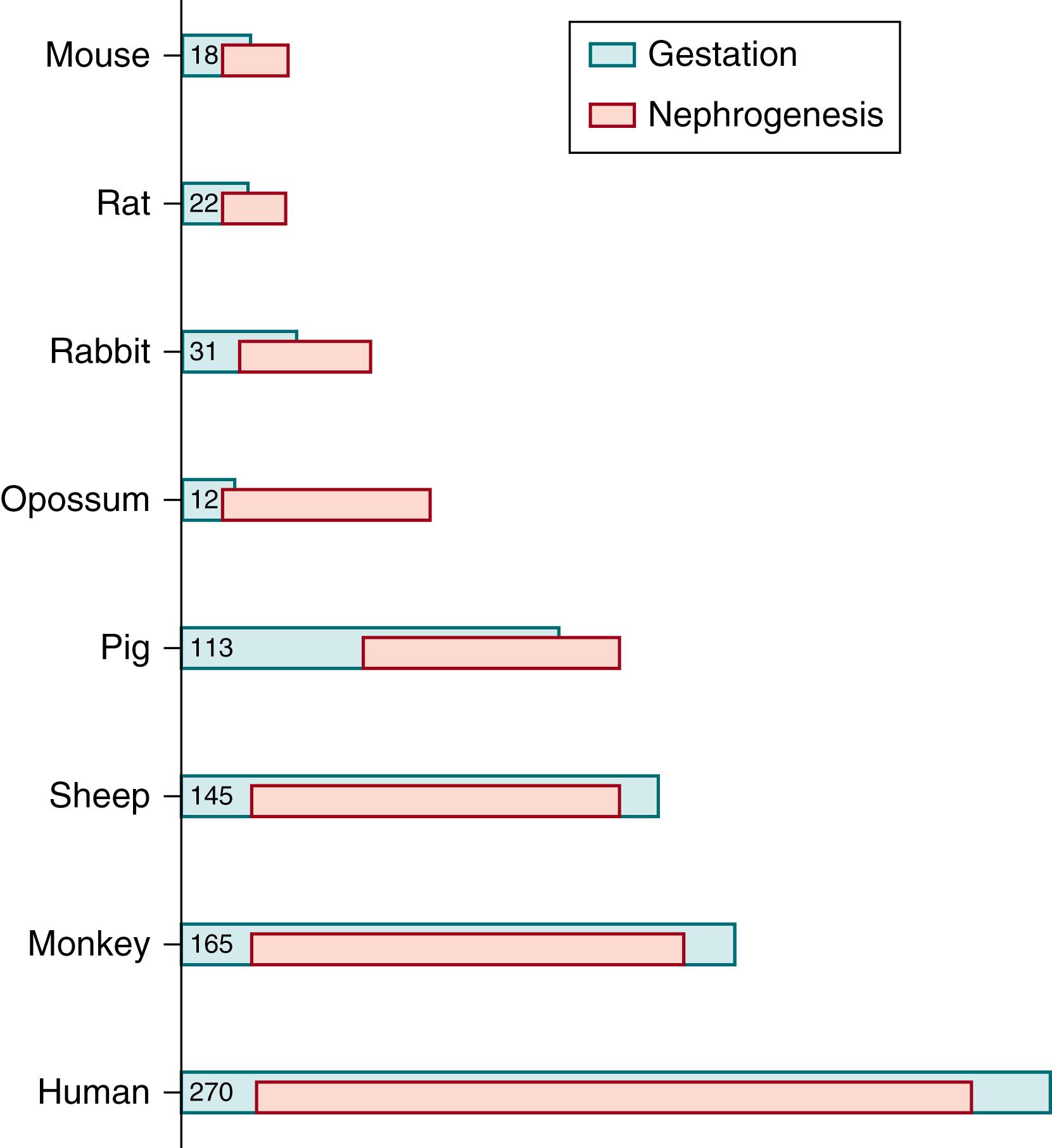 Fig. 94.1, Mammalian nephrogenesis. Schematic representation of the relative lengths of nephrogenesis in different mammalian species compared to the duration of their respective gestational period. In certain species, including the mouse, rat, rabbit, and pig, nephrogenesis continues into the postnatal period. Numbers in the green boxes indicate length of gestation in days.