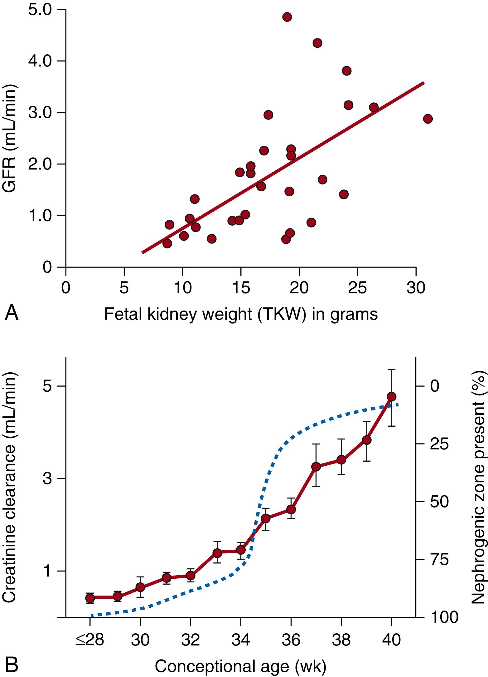 Fig. 94.3, Relationship between fetal glomerular filtration rate (GFR) and fetal kidney weight and gestational age. (A) Changes in GFR in fetal sheep in relation to total kidney weight during gestation. GFR increases in a linear fashion as fetal kidney weight increases. (B) Pattern of change in GFR (solid line) and persistence of the nephrogenic zone of the human fetal kidney cortex (dashed line) . As the gestational age increases, the nephrogenic zone decreases and disappears by 36 weeks gestation. This is associated with a corresponding increase in GFR as reflected by creatinine clearance. Data from 205 neonates, N ranging from 7 to 26 in each group at different gestational ages.