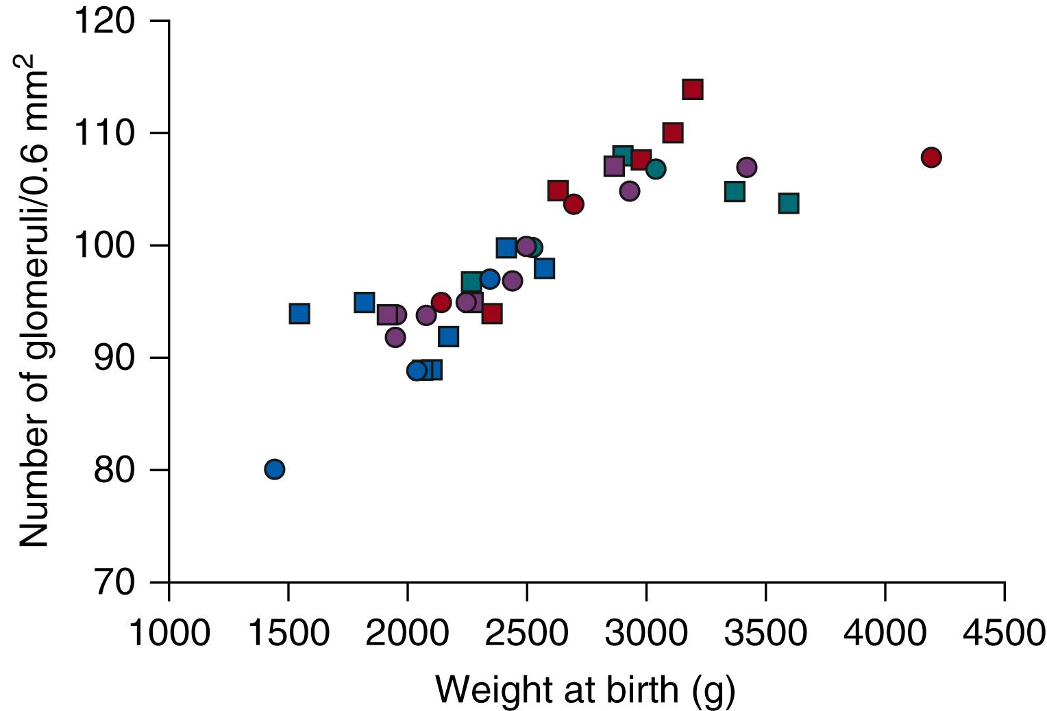 Fig. 94.4, Relationship between the number of glomeruli and birth weight. In humans, the number of glomeruli increases progressively until the birth weight reaches 3 kg; thereafter, it remains constant. Circles represent females, squares represent males.