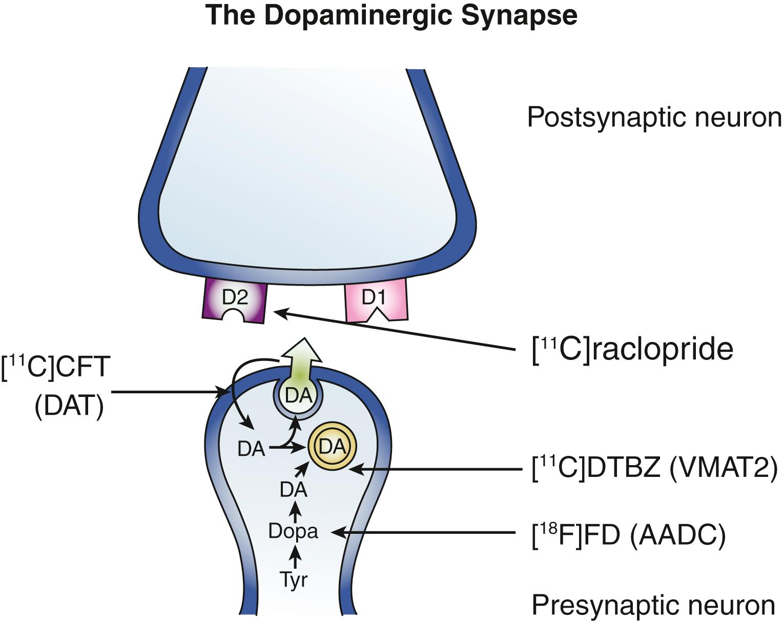 Figure 107.1, Schematic representation of a striatal dopaminergic synapse demonstrating the common positron emission tomography (PET) radioligands and their specific binding locations or locations of action.