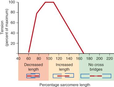 Figure 23.1, Force–extension relation of skeletal muscle. Note maximum force is reached during ideal sarcomere length.