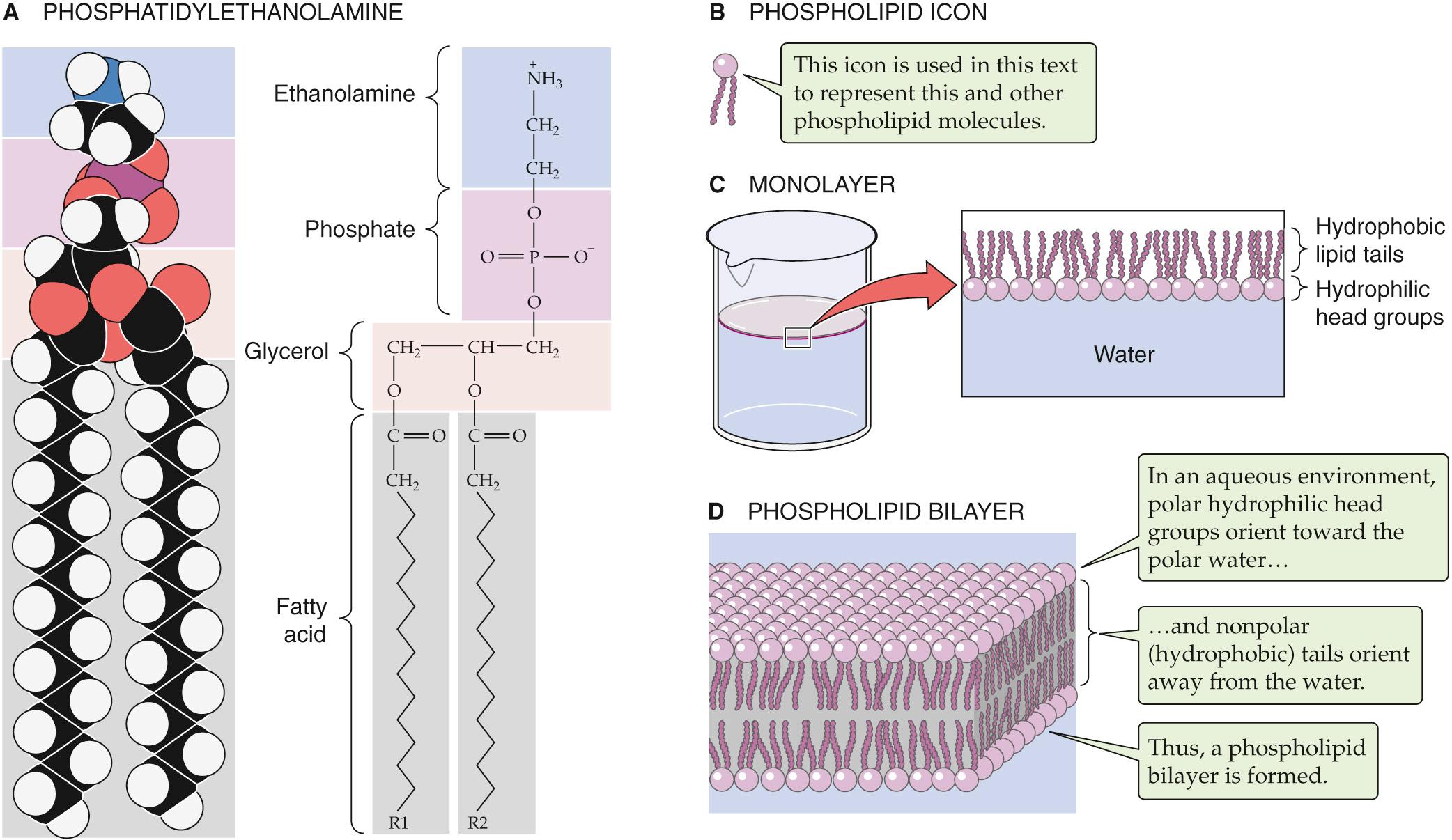 Figure 2-1, Phospholipids.