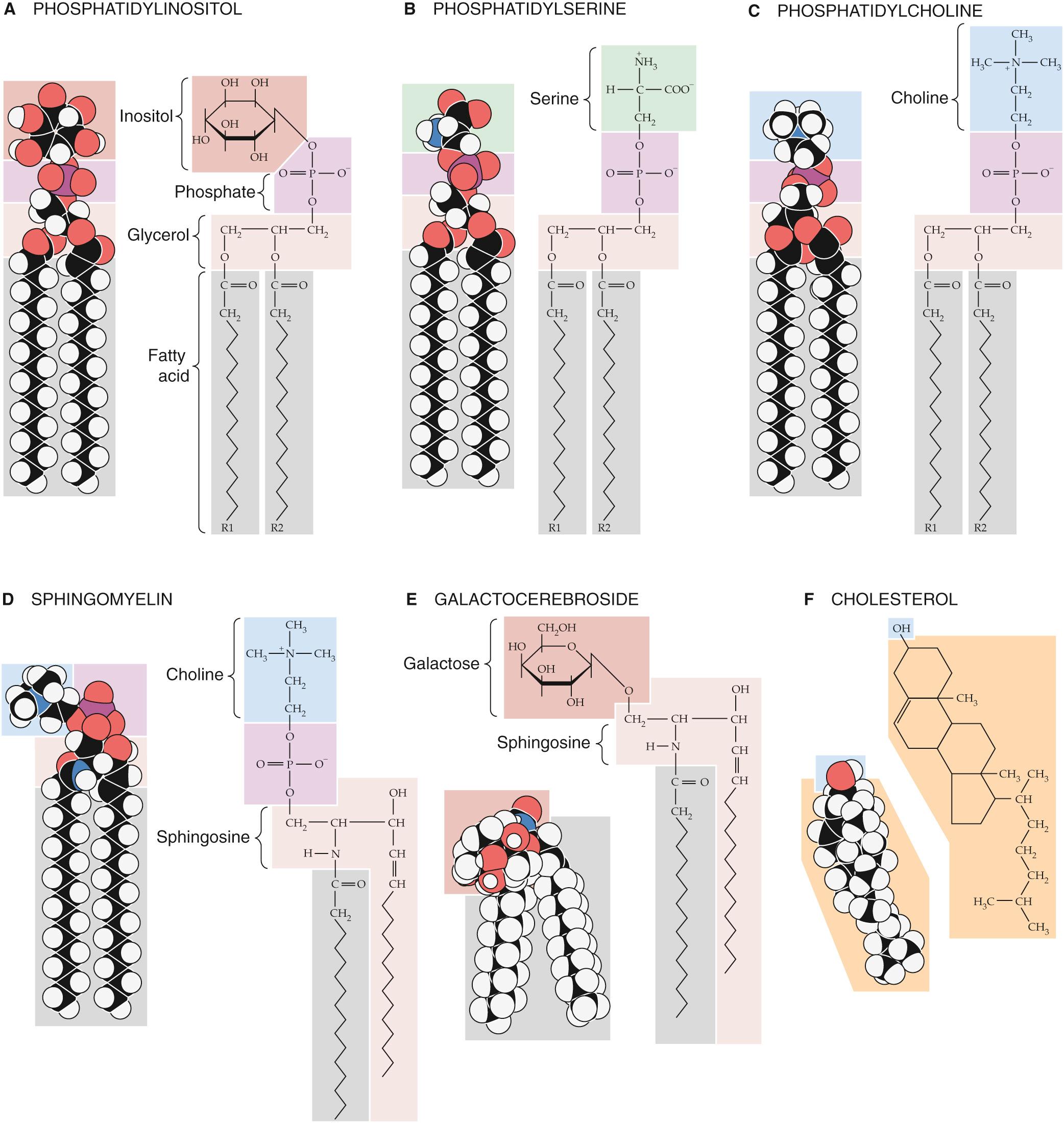 Figure 2-2, Structures of some common membrane lipids.