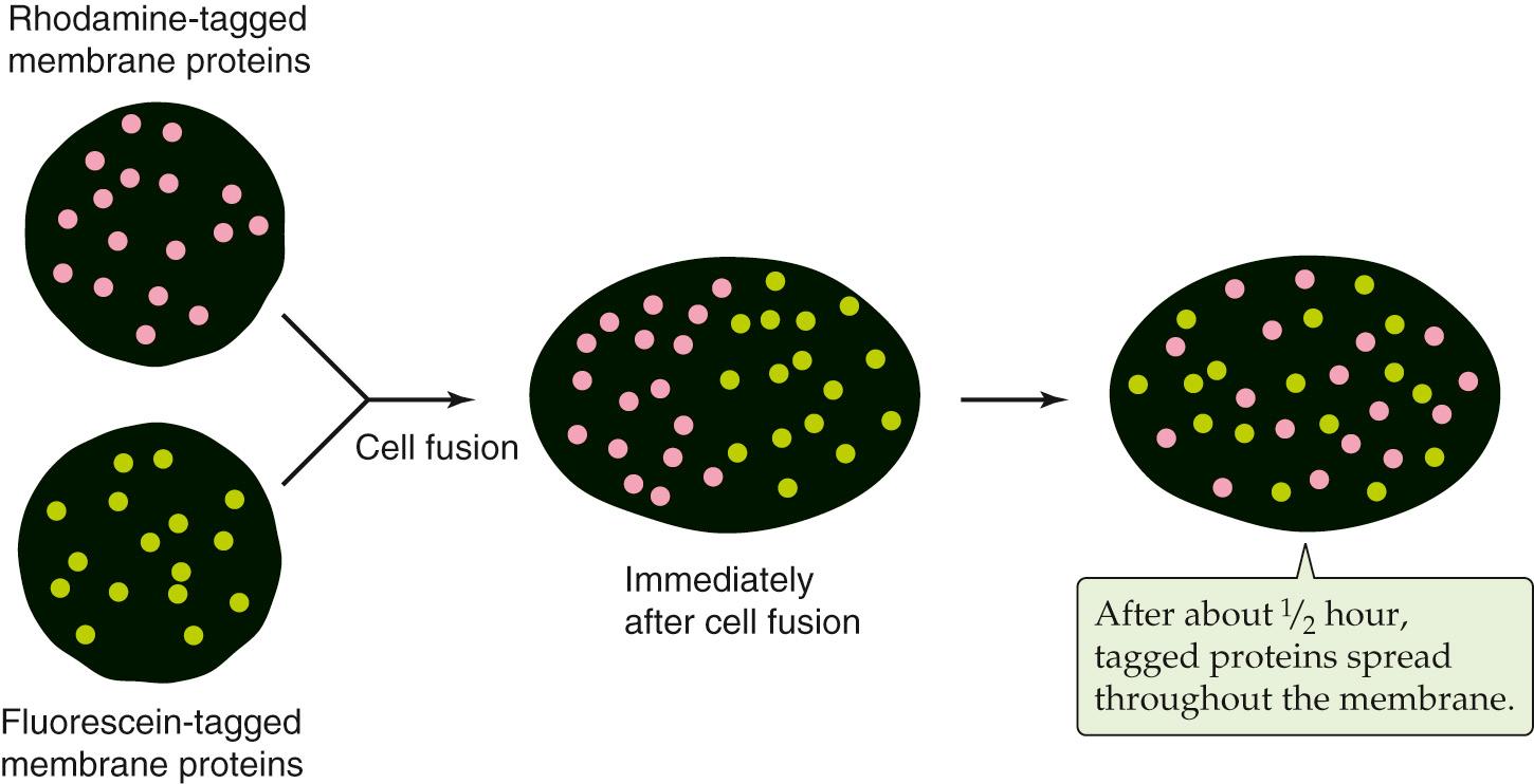 Figure 2-6, Diffusion of membrane proteins within the plane of the cell membrane. The surface proteins of a human lymphocyte are tagged with a lectin conjugated to rhodamine, a fluorescent dye; the surface proteins of a mouse lymphocyte are tagged with a lectin linked to fluorescein, another fluorescent dye. Immediately after fusion of the two cells, the labeled surface proteins remain segregated. However, the membrane proteins intermingle during a period of ~30 minutes.