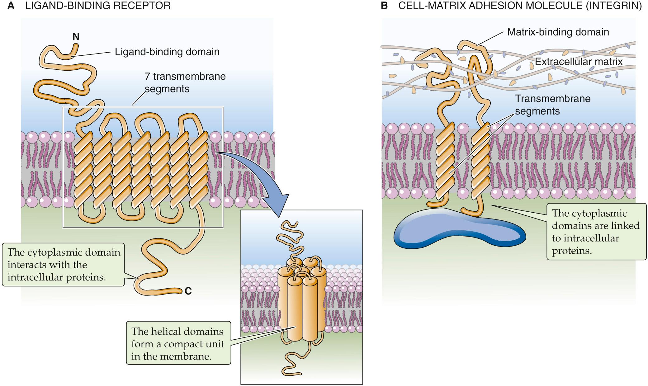 Figure 2-7, Integral membrane proteins that transmit signals from the outside to the inside of a cell. A, The ligand may be a hormone, a growth factor, a neurotransmitter, an odorant, or another local mediator. B, An integrin is an adhesion molecule that attaches the cell to the extracellular matrix.