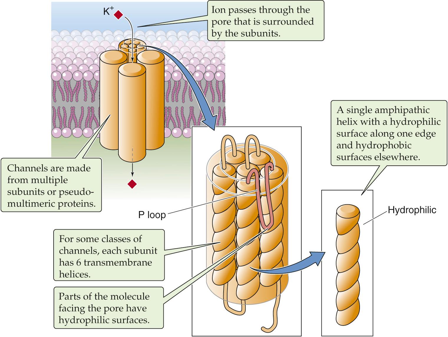 Figure 2-8, Amphipathic α helices interacting to form a channel through the cell membrane. This is an example of a potassium channel.