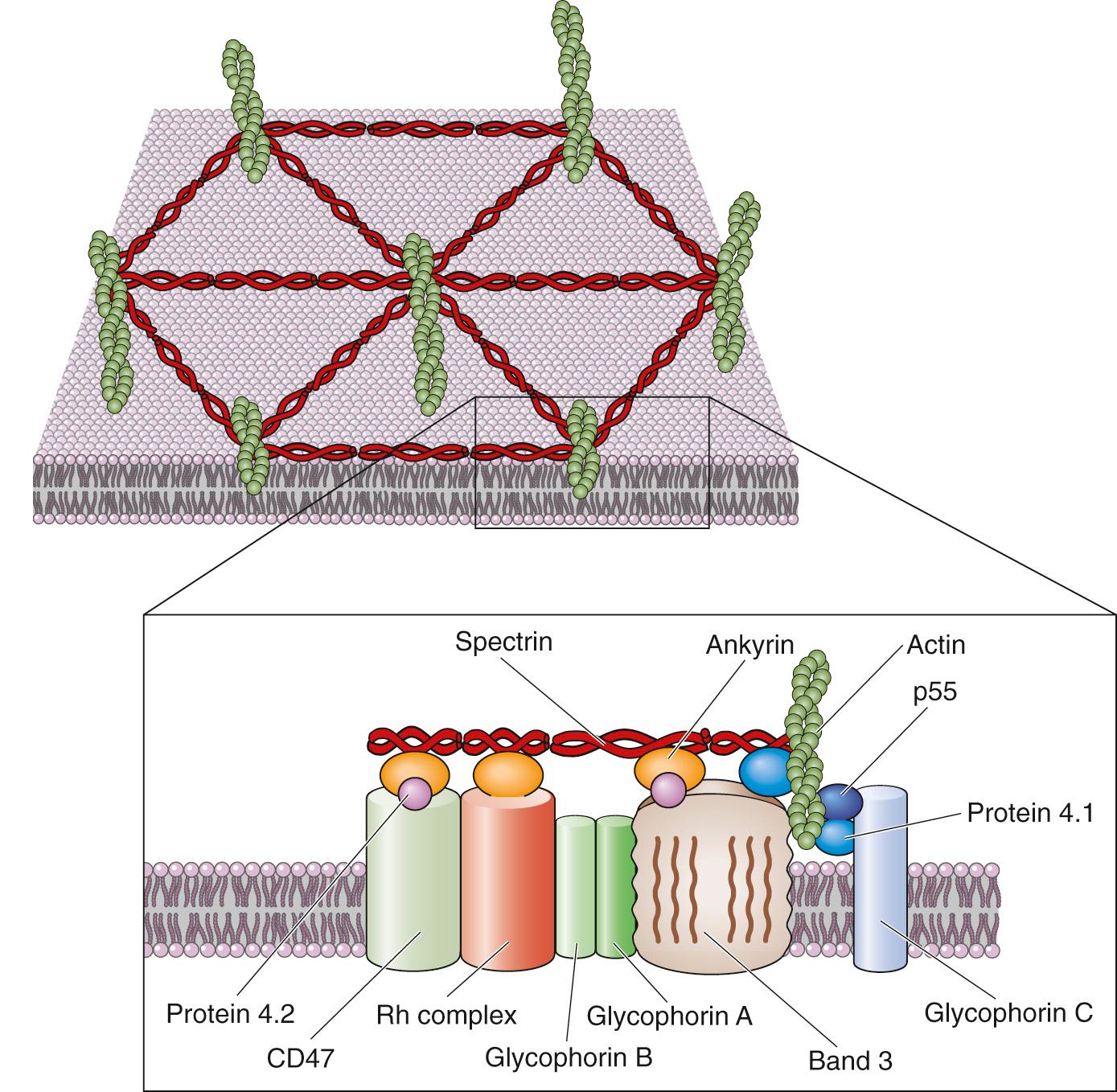 Figure 2-9, Attachments of the cell membrane to the submembranous cytoskeleton in red blood cells. Integral membrane proteins form the bridges that link the cell membrane to the interlocking system of proteins that comprise the subcortical cytoskeleton.