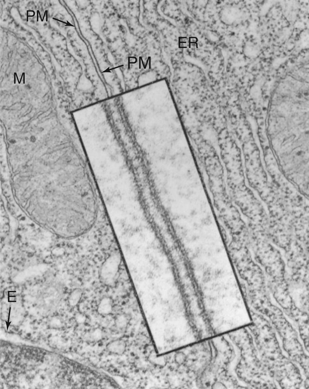 Figure 2-4, Transmission electron micrograph of a cell membrane. The photograph shows two adjacent cells of the pancreas of a frog (original magnification ×43,000). The inset is a high-magnification view (original magnification ×216,000) of the plasma membranes (PM) of the cells. Note that each membrane includes two dense layers with an intermediate layer of lower density. The dense layers represent the interaction of the polar head groups of the phospholipids with the OsO 4 used to stain the preparation. E, nuclear envelope; M, mitochondrion.