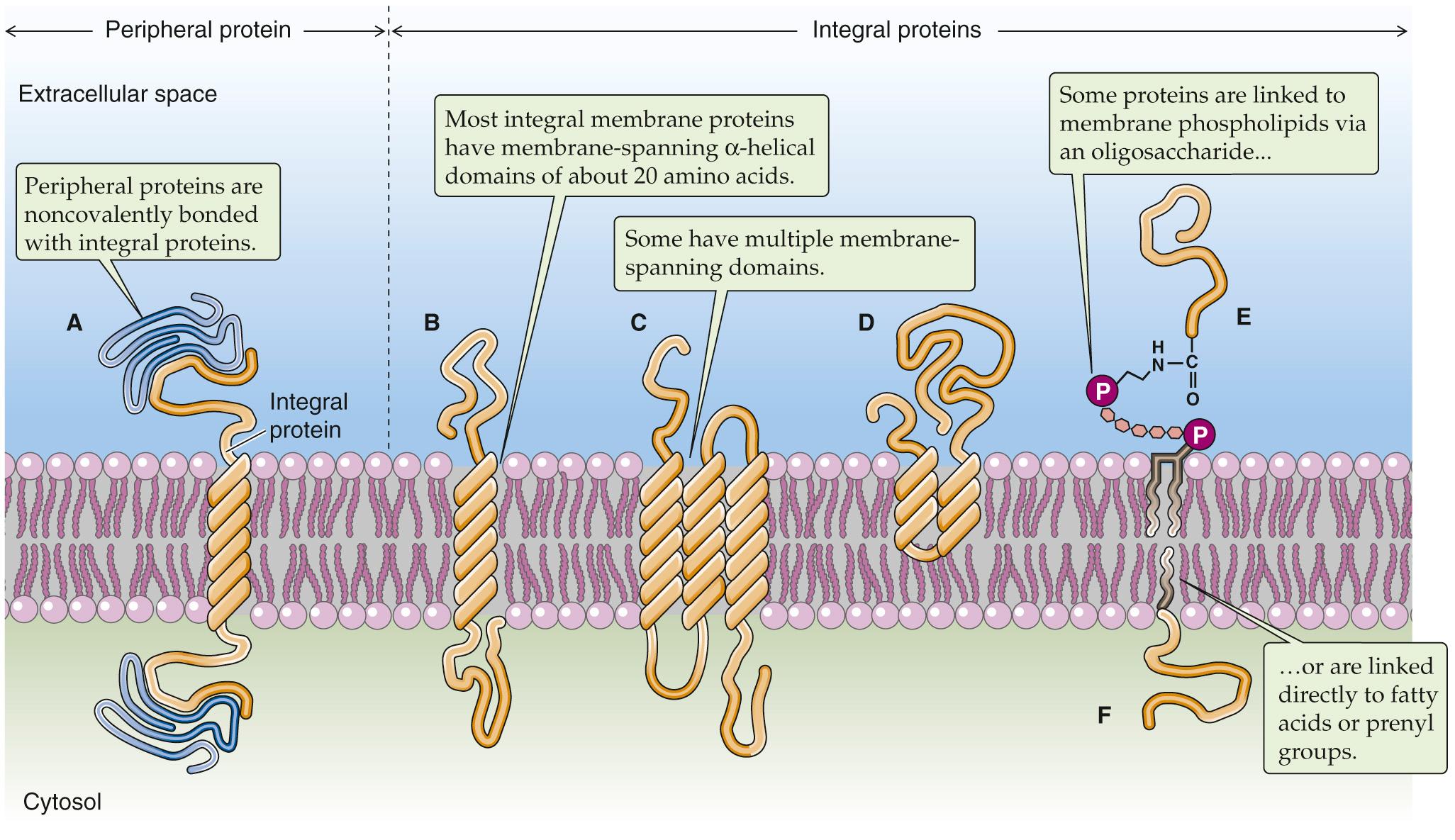 Figure 2-5, Classes of membrane proteins. In E, protein is coupled via a GPI linkage.