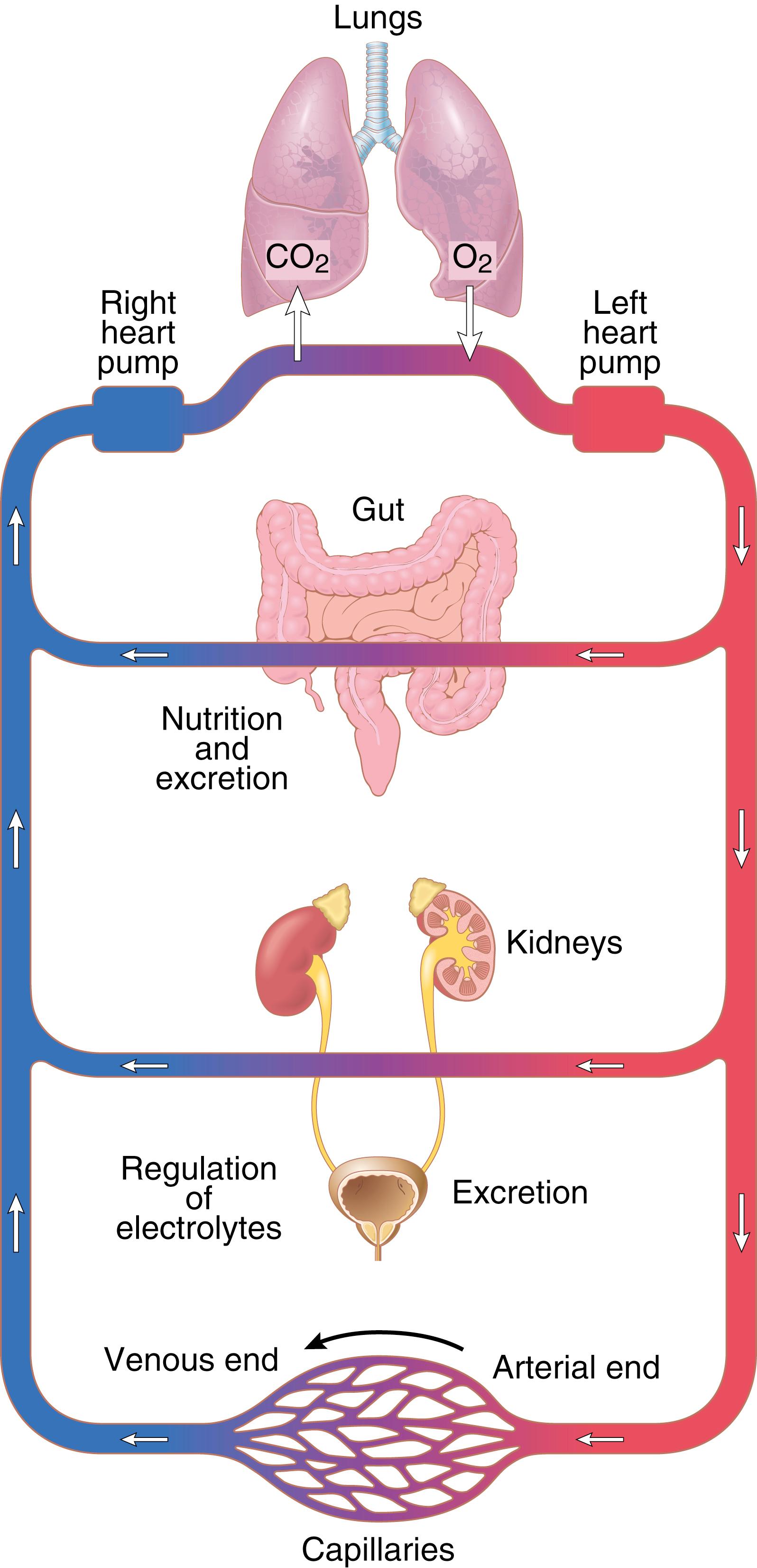 Figure 1-1., General organization of the circulatory system.