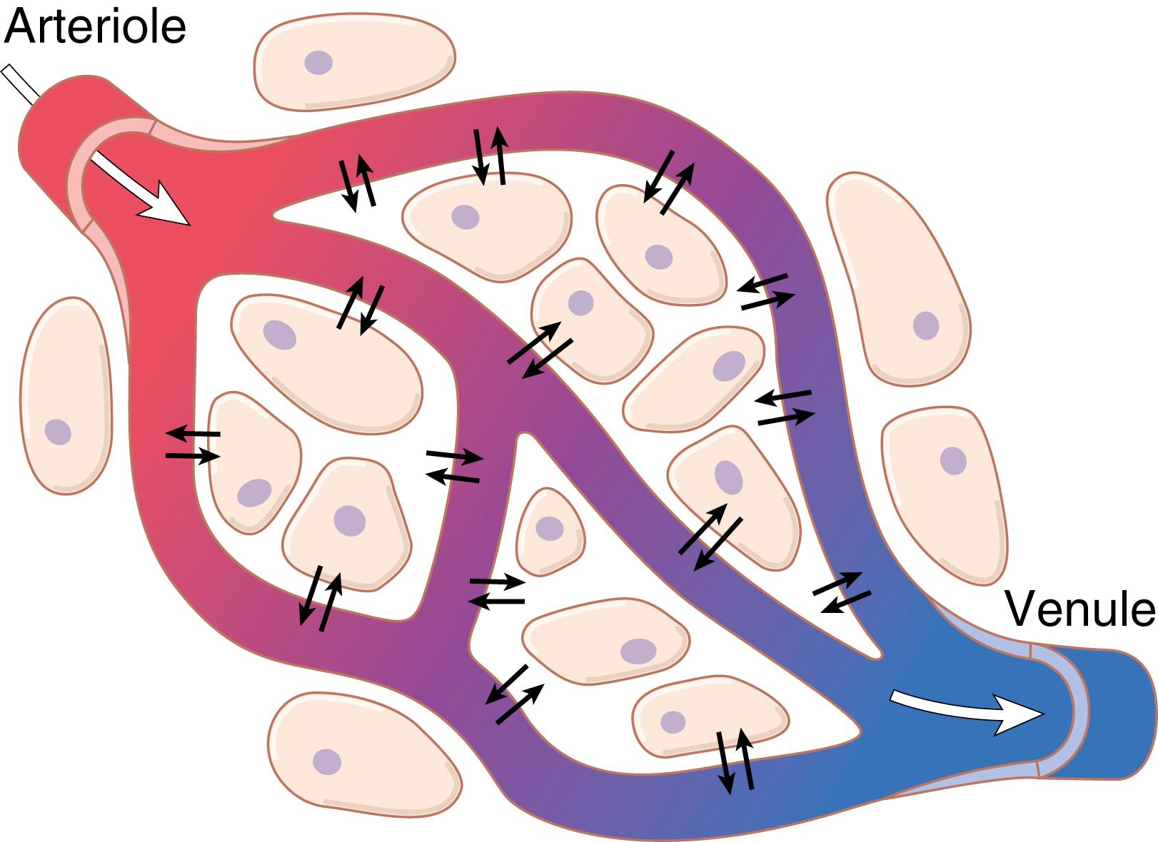 Figure 1-2., Diffusion of fluid and dissolved constituents through the capillary walls and interstitial spaces.