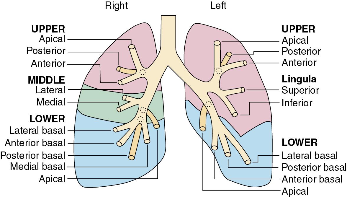 • Fig. 1.4, Lobes and bronchopulmonary segments of the lungs. Red, upper lobes; blue, lower lobes; green, right middle lobe. The 19 major lung segments are labelled.