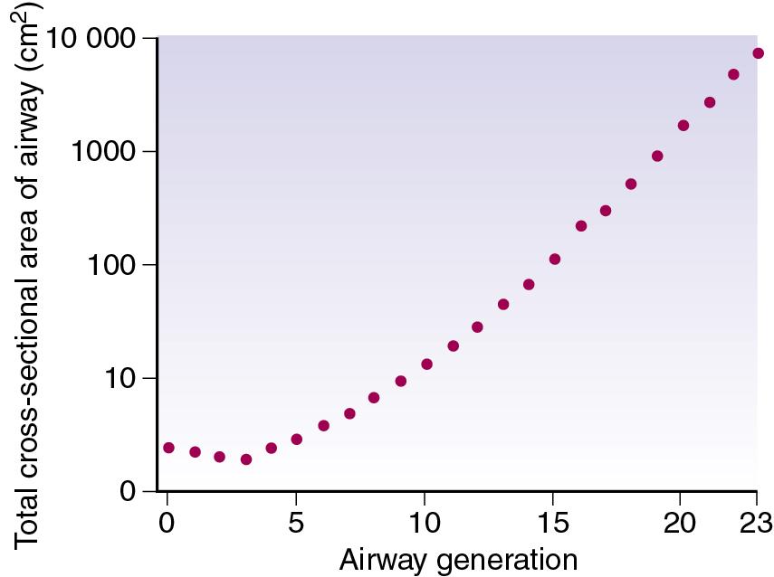 • Fig. 1.5, The total cross-sectional area of the air passages at different generations of the airways. Note that the minimum cross-sectional area is at generation 3 (lobar to segmental bronchi). The total cross-sectional area becomes very large in the smaller air passages, approaching a square metre in the alveolar ducts.