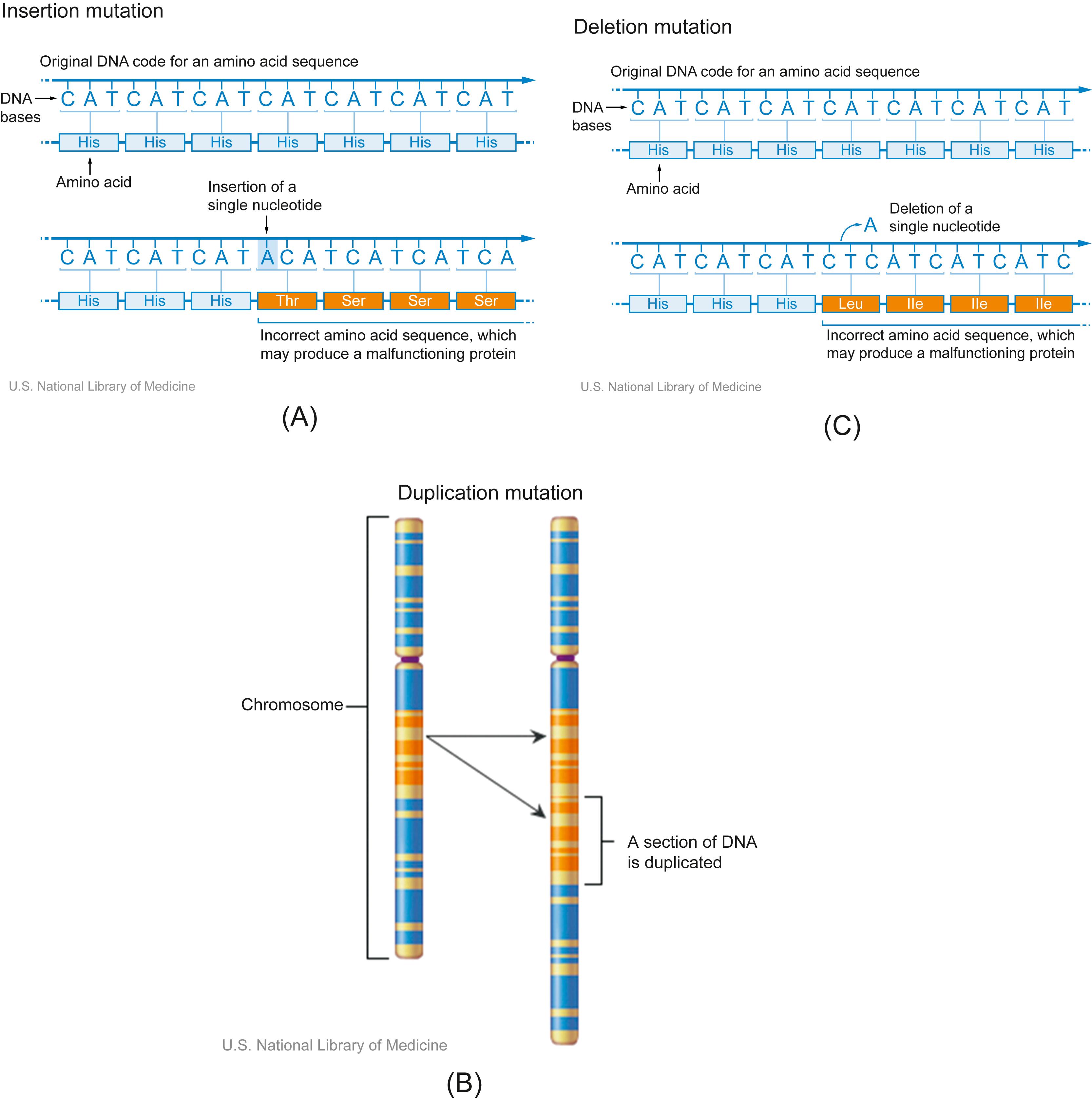 Figure 4.3, (A) Insertion of a single base pair, resulting in shift of the downstream translation reading frame. (B) An example of a duplication. (C) Deletion of a single base pair, resulting in shift of the downstream translation reading frame.