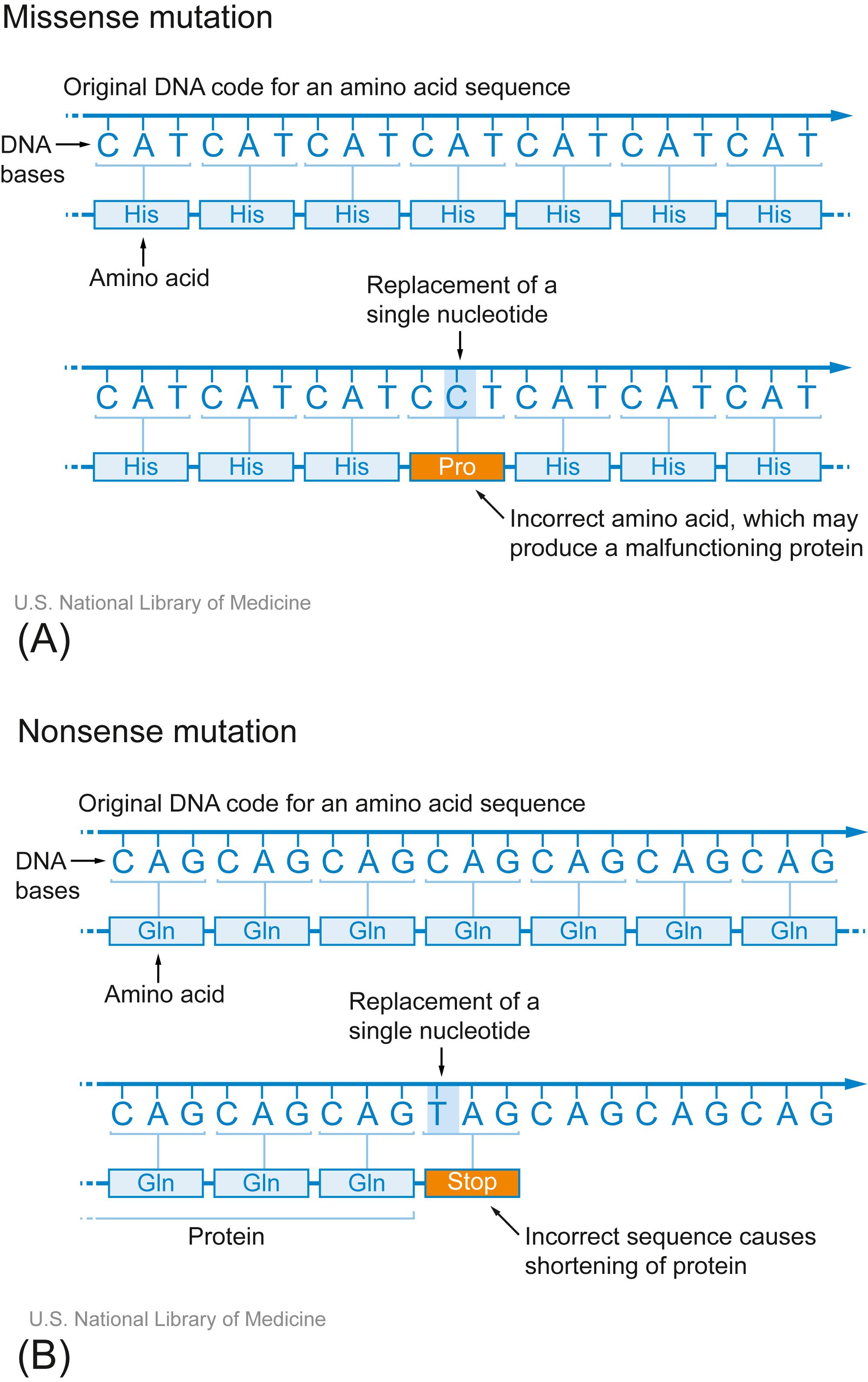 Figure 4.4, (A) An example of a missense mutation. (B) An example of a nonsense mutation.